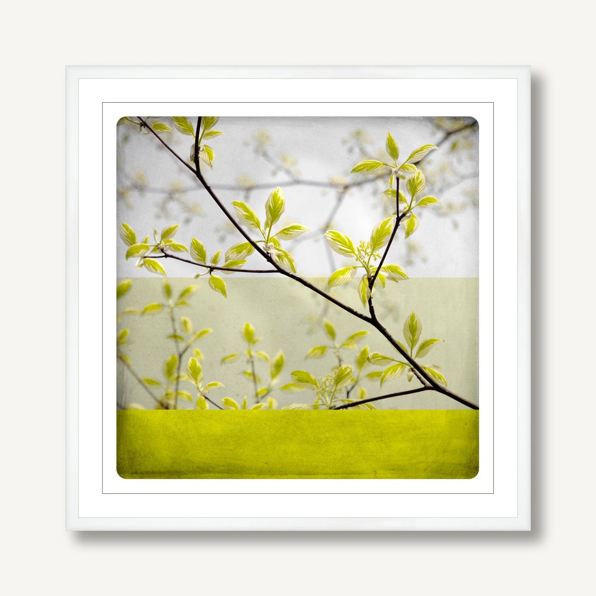 Branche 1 framed