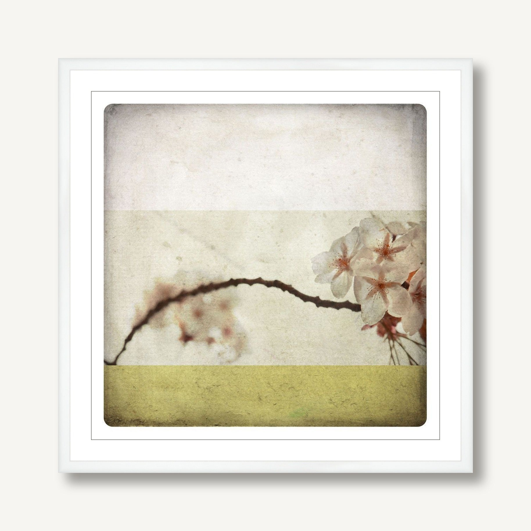 Star Anise 1 framed