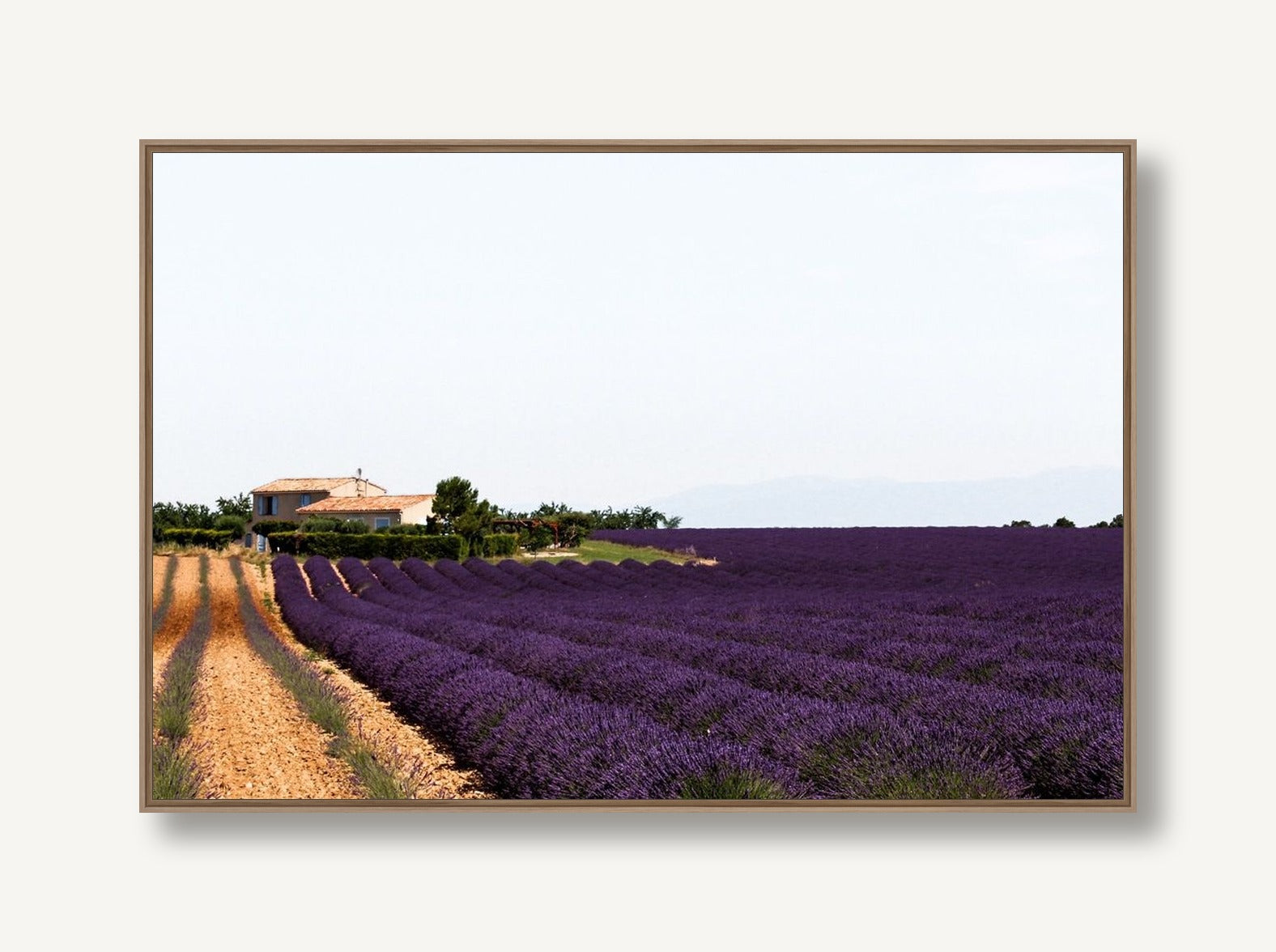 Lavish Rows 2 framed