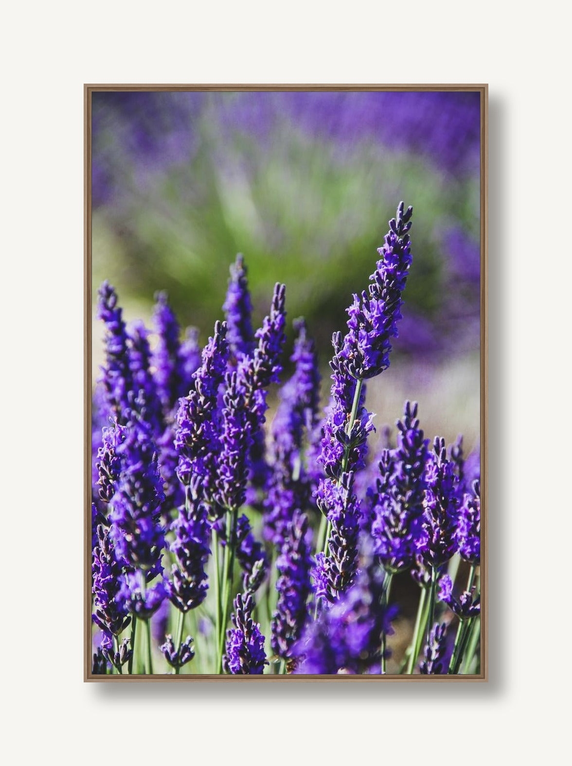Purple Majesty 2 framed
