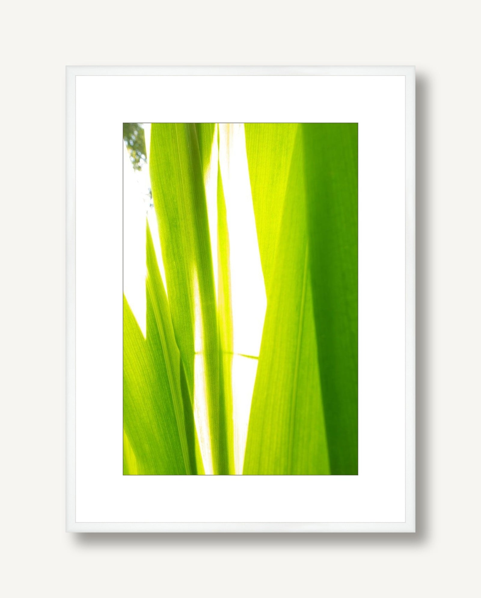Sunkissed 2 framed
