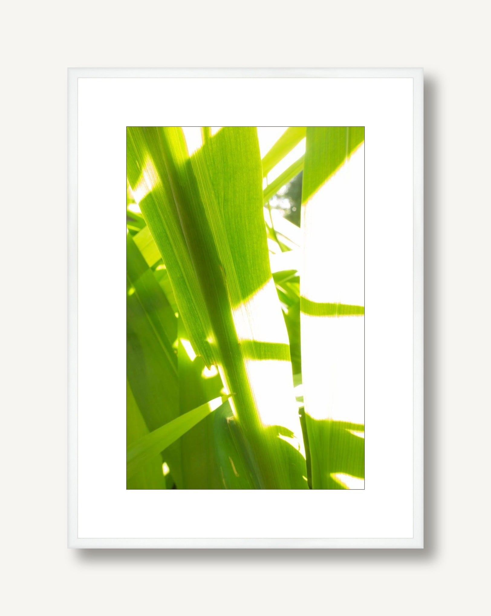 Sunkissed 5 framed