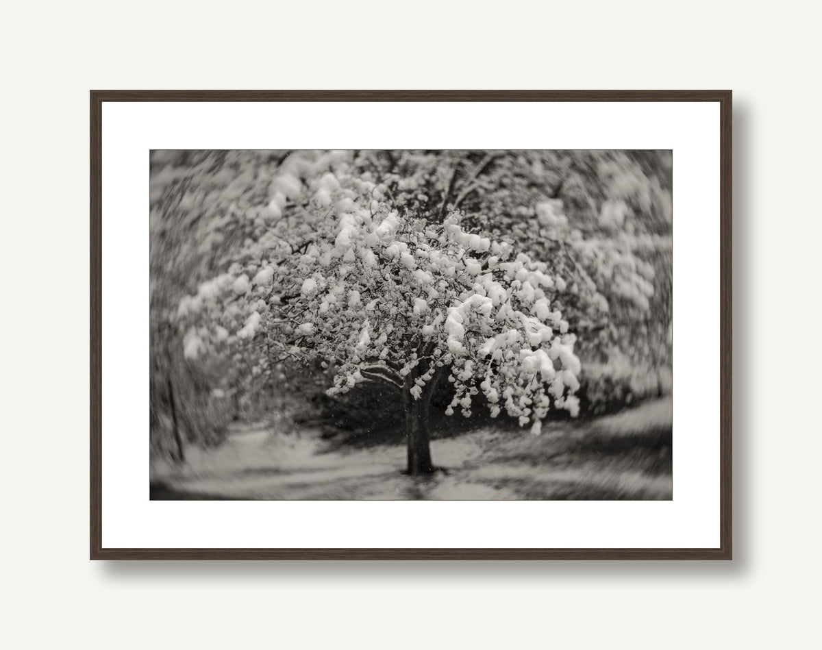 Small Kingdoms 1 framed