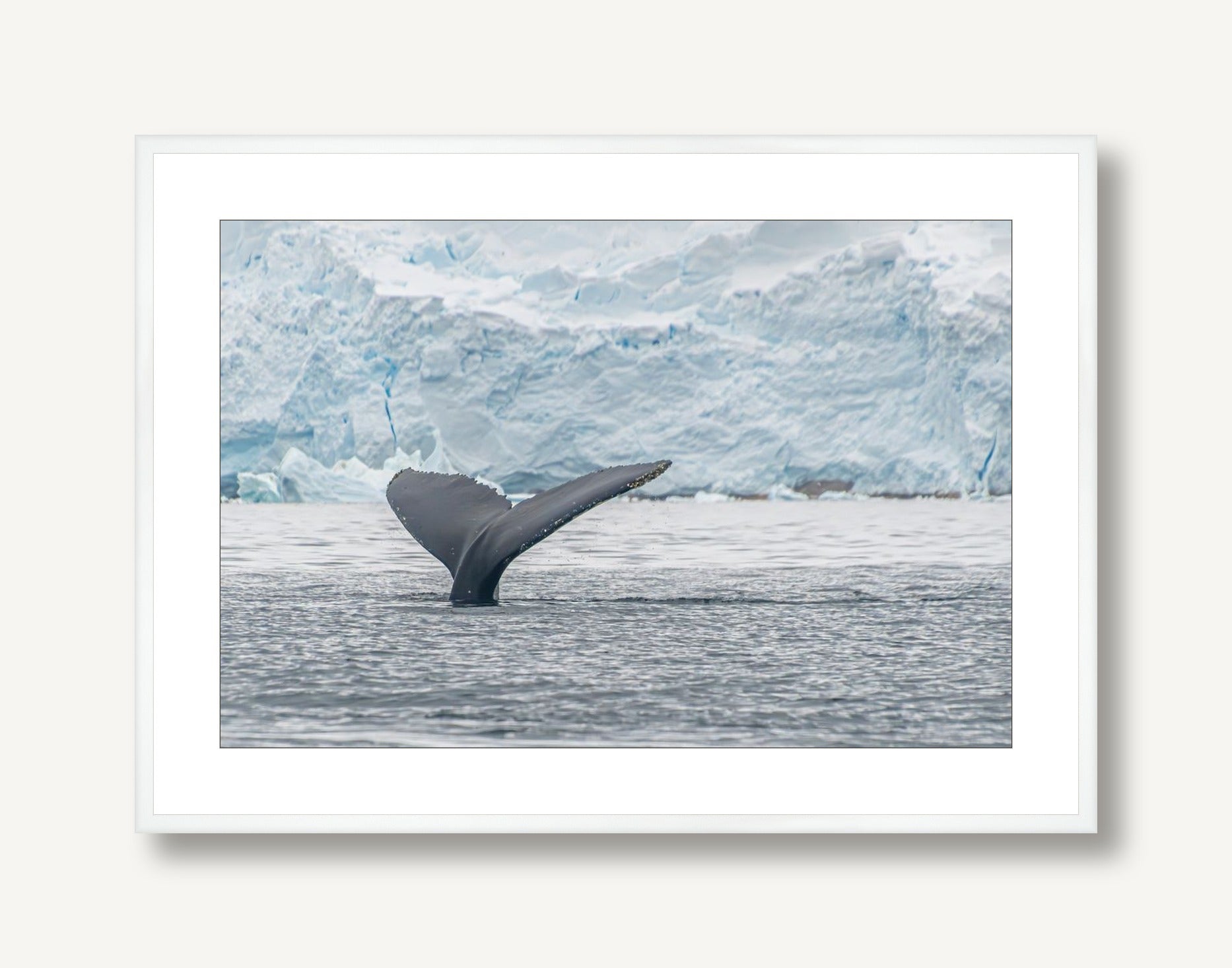 Antarctica Whale Fin 1 framed