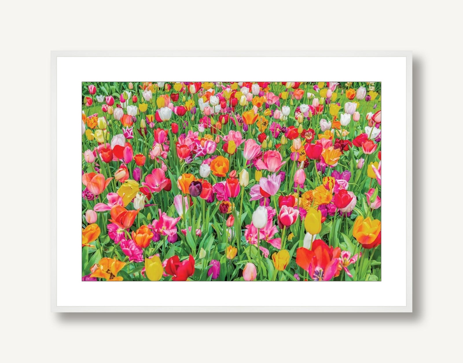 Dutch Tulips 1 framed