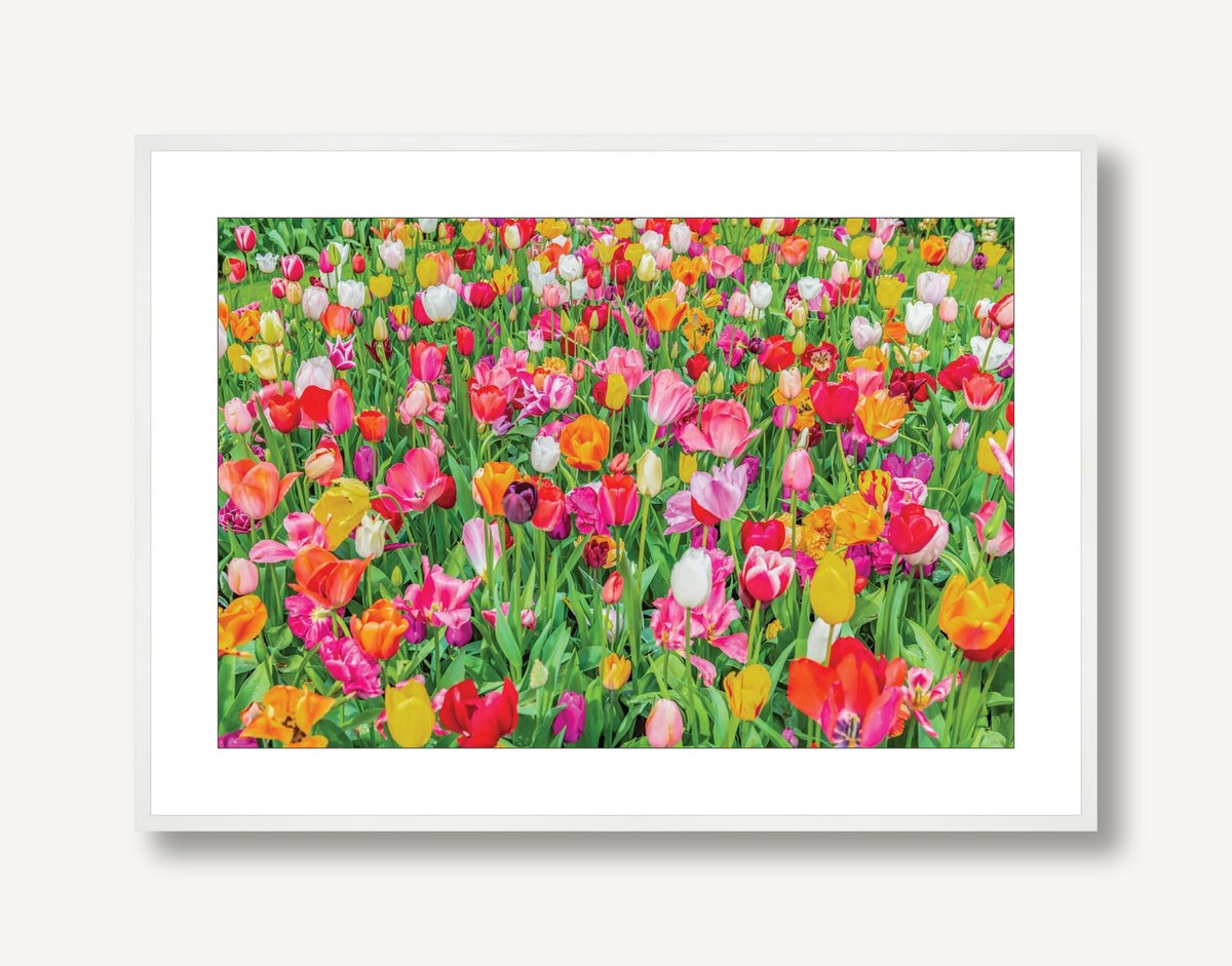 Dutch Tulips 1 framed
