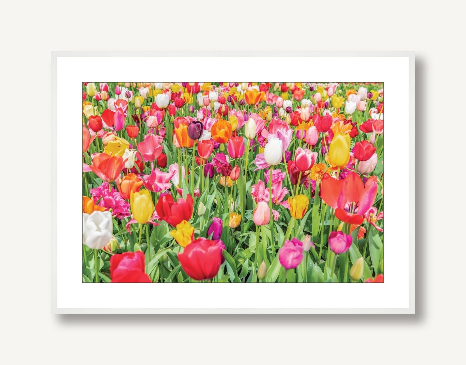 Dutch Tulips 2 framed