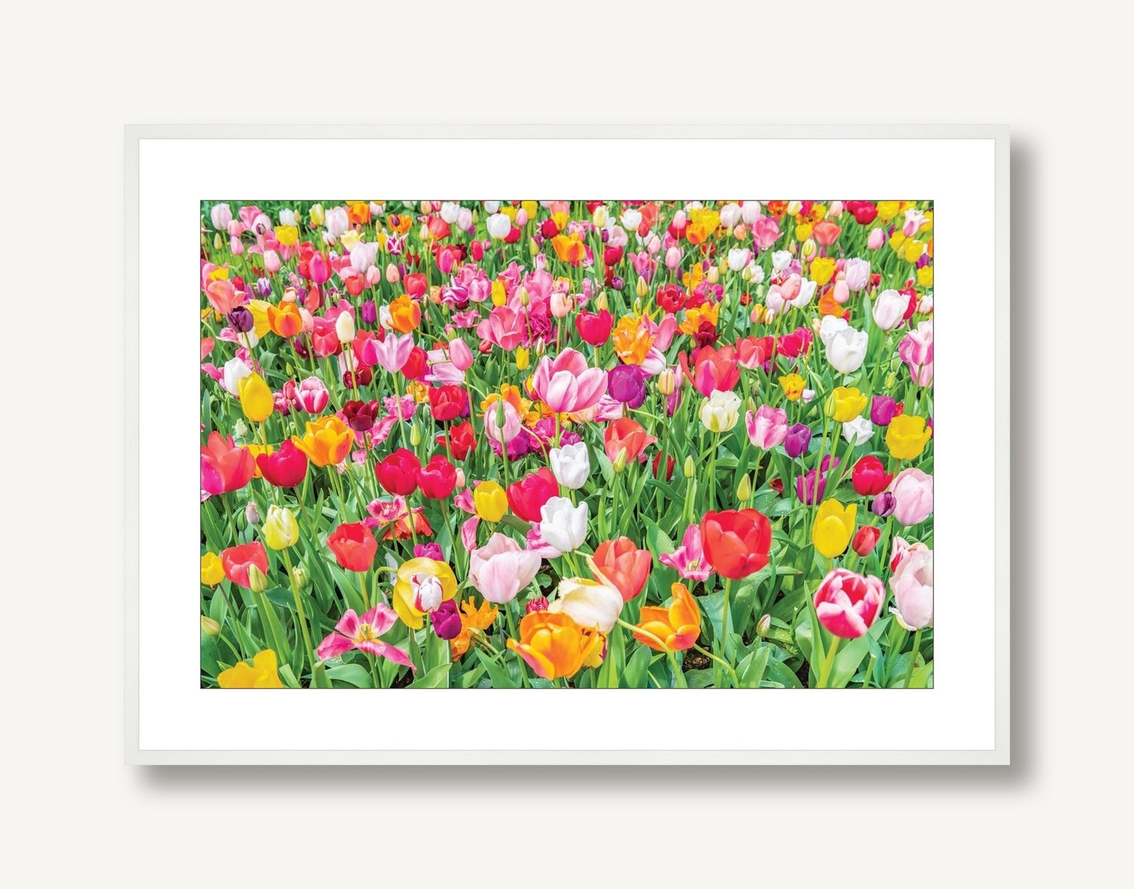 Dutch Tulips 3 framed