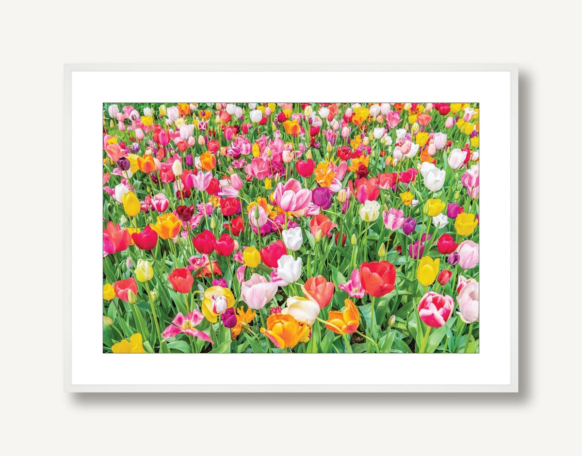 Dutch Tulips 3 framed