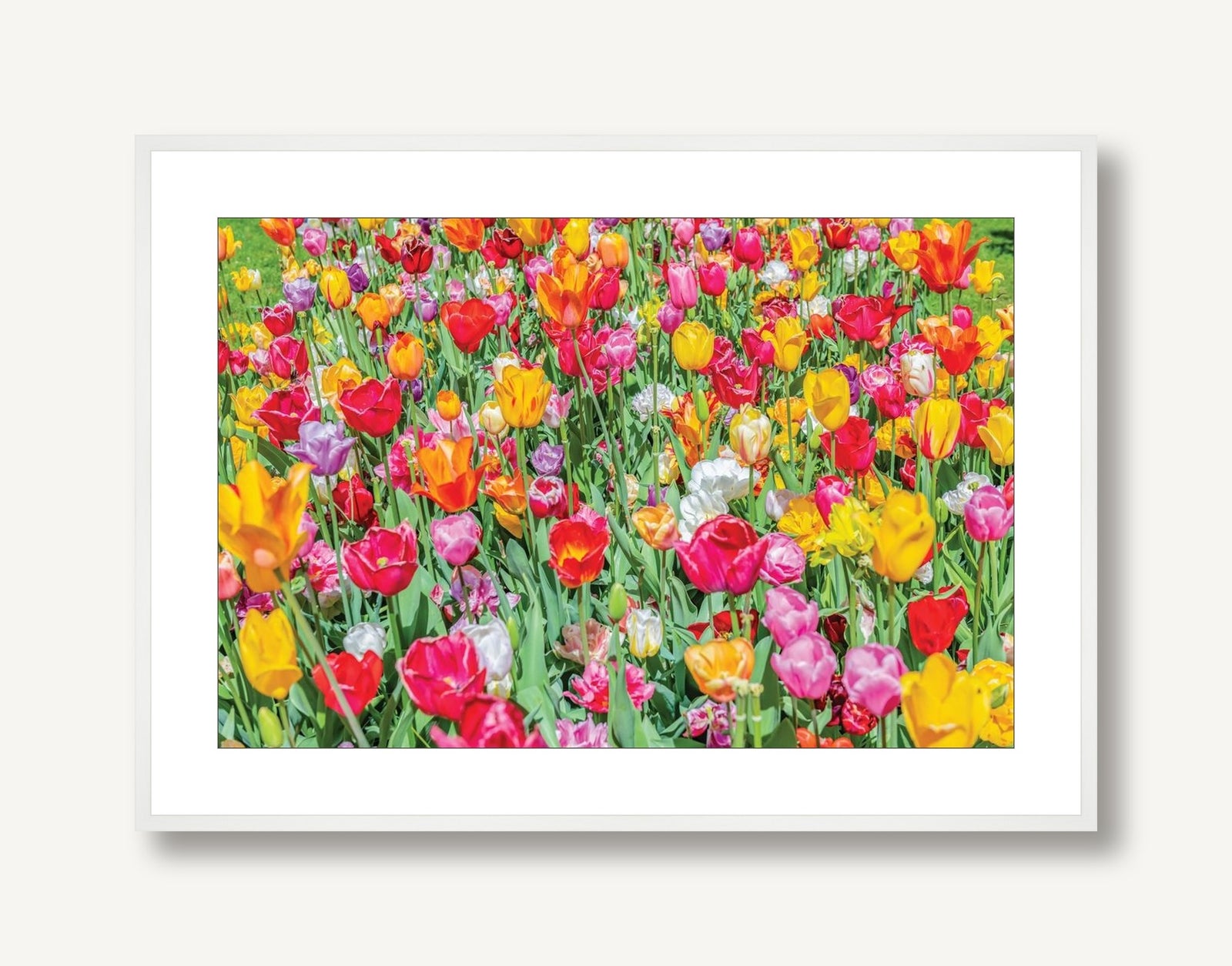 Dutch Tulips 4 framed