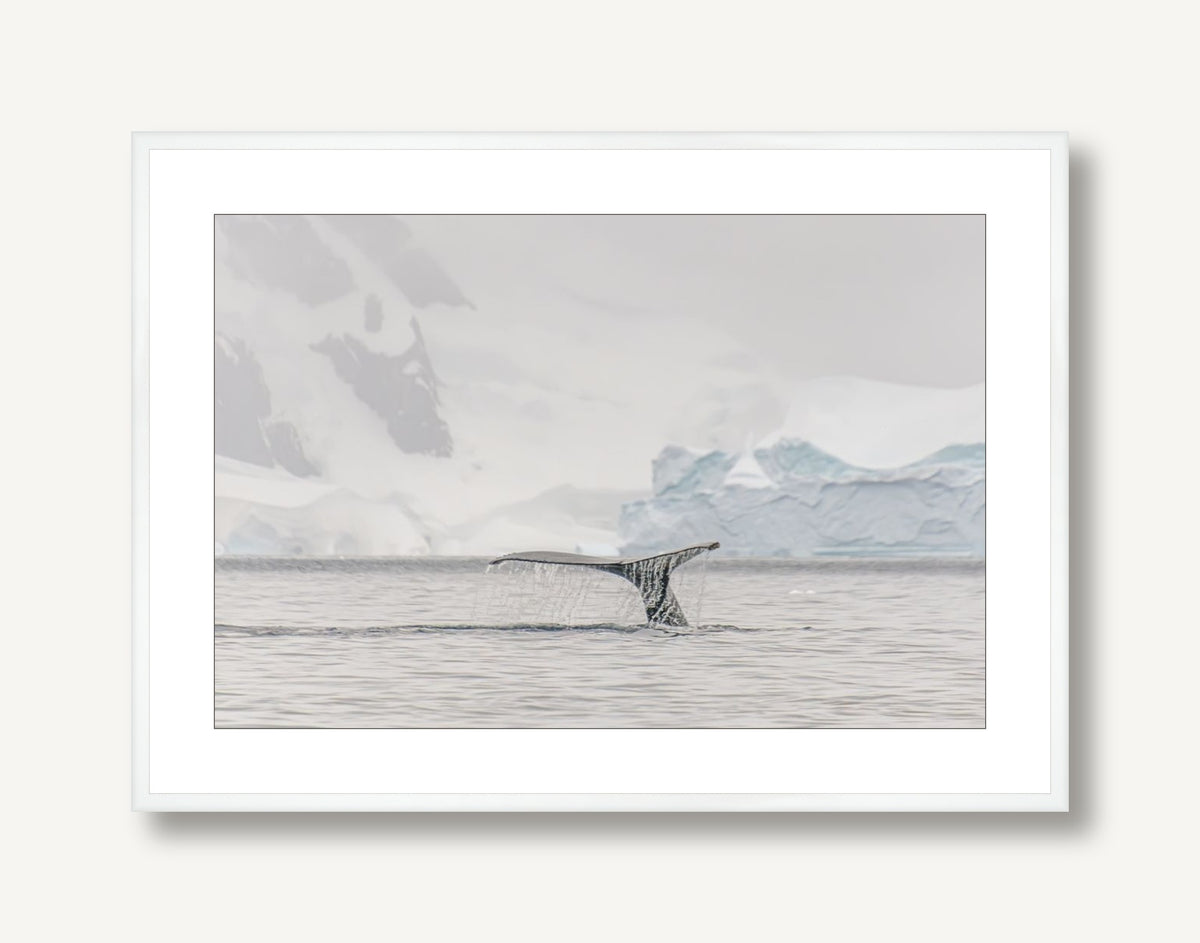 Humpback Fin 1 framed