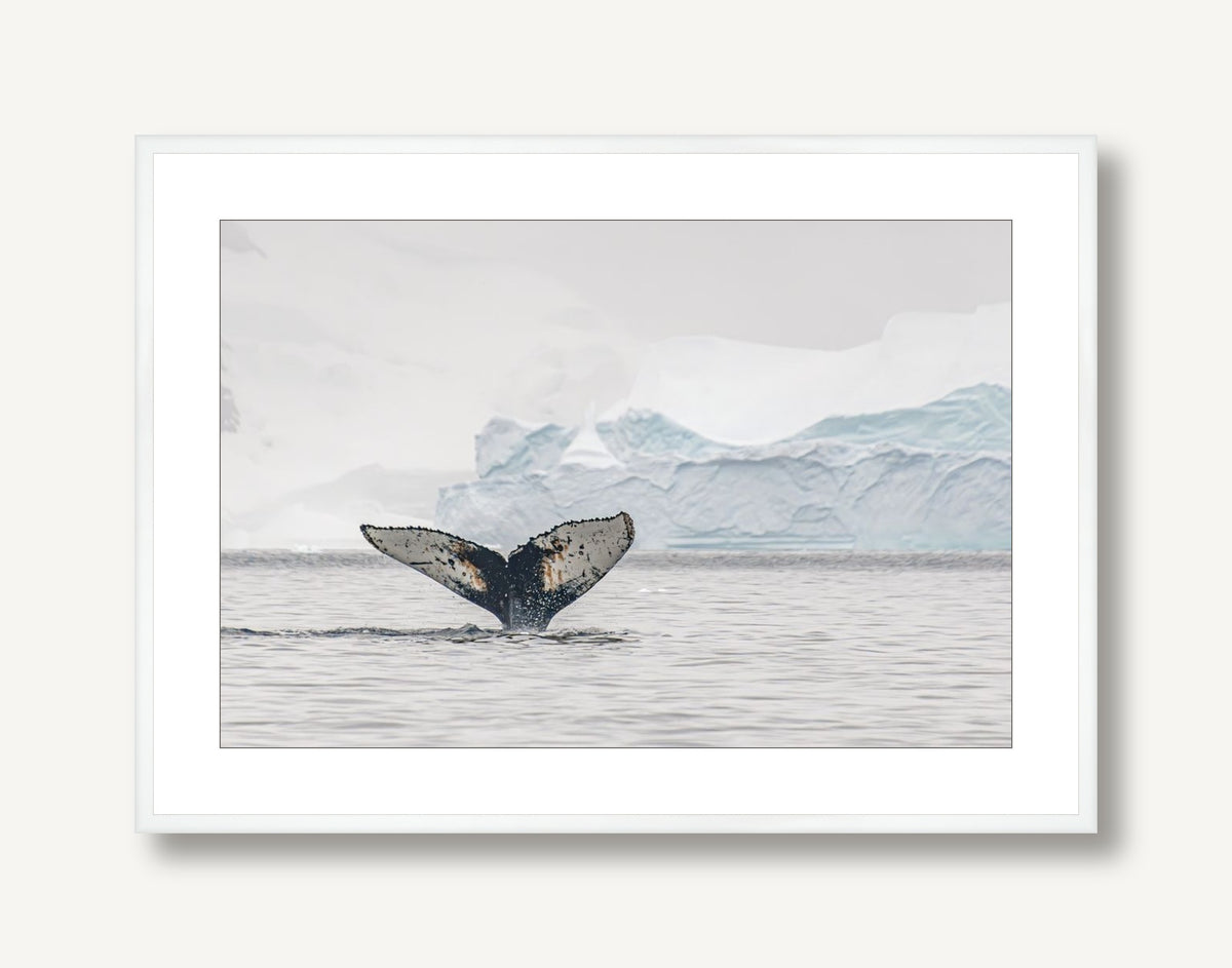 Humpback Fin 2 framed