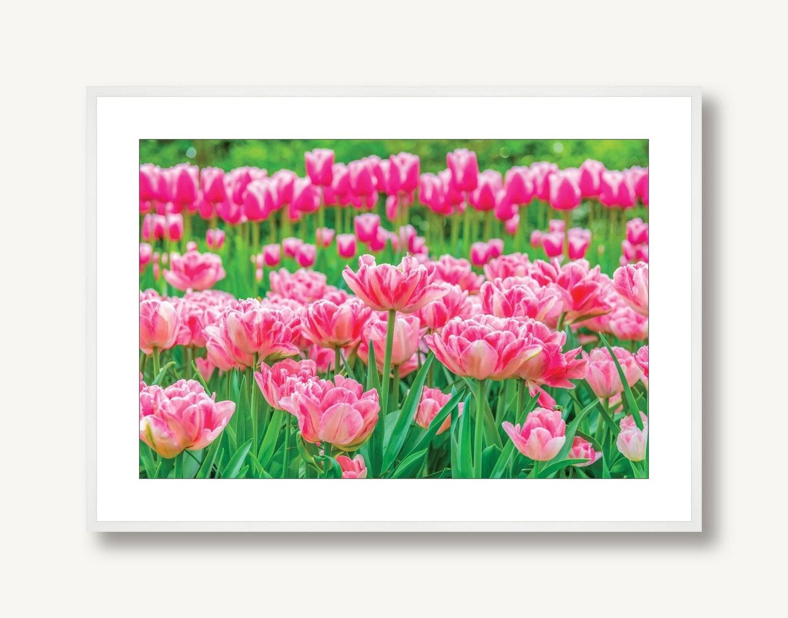 Pink Tulips 1 framed