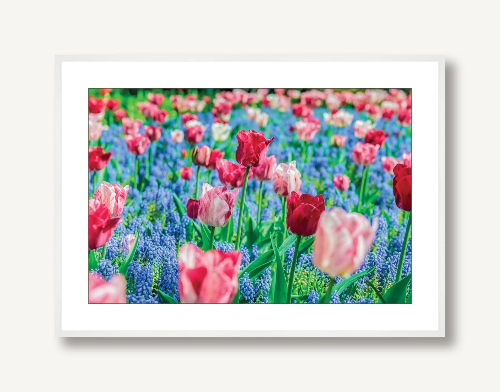 Tulip Bloom 1 framed