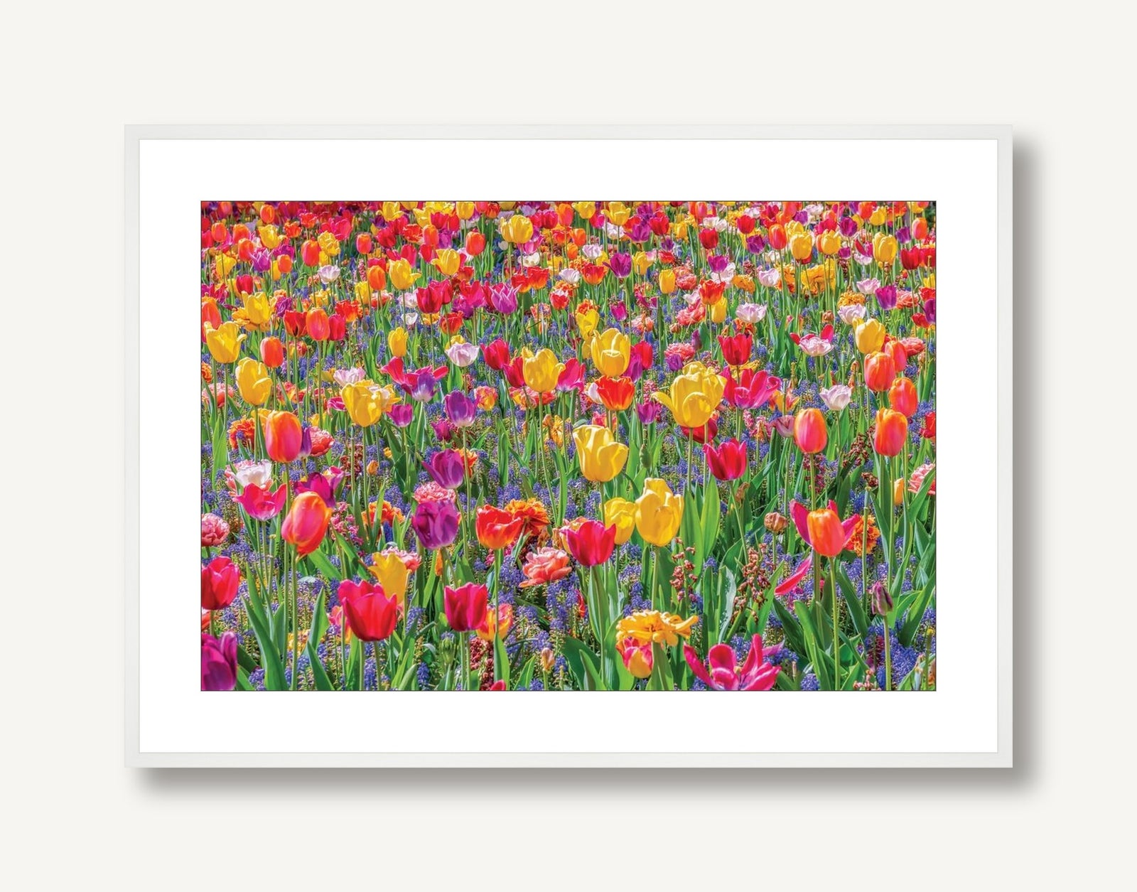 Tulip Golden Hour 1 framed