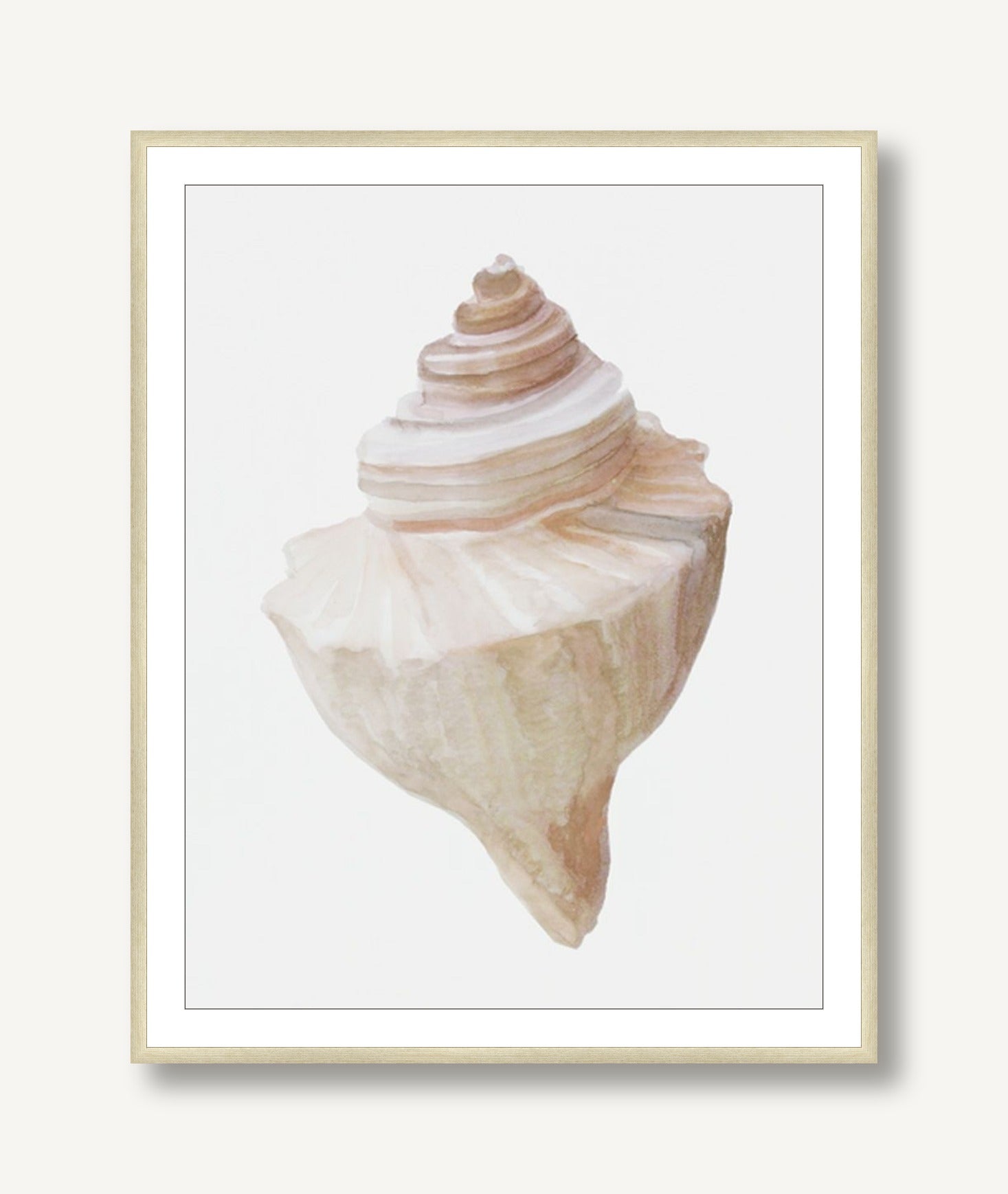 Shell Study 2 framed