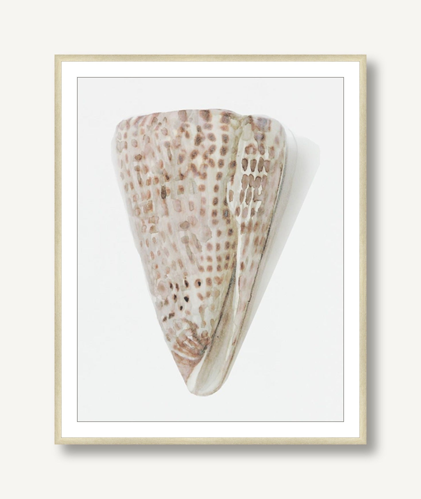 Shell Study 3 framed