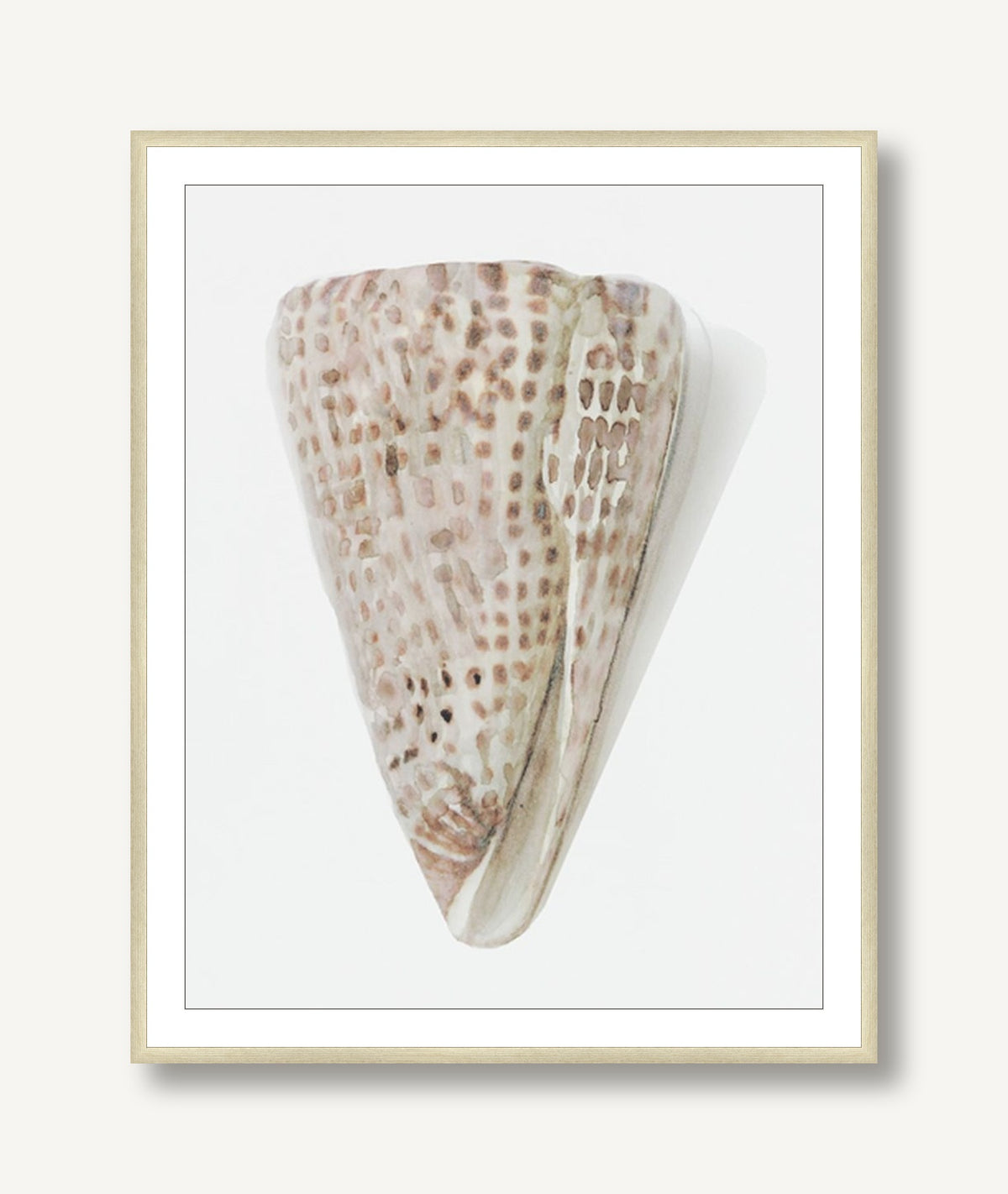 Shell Study 3 framed