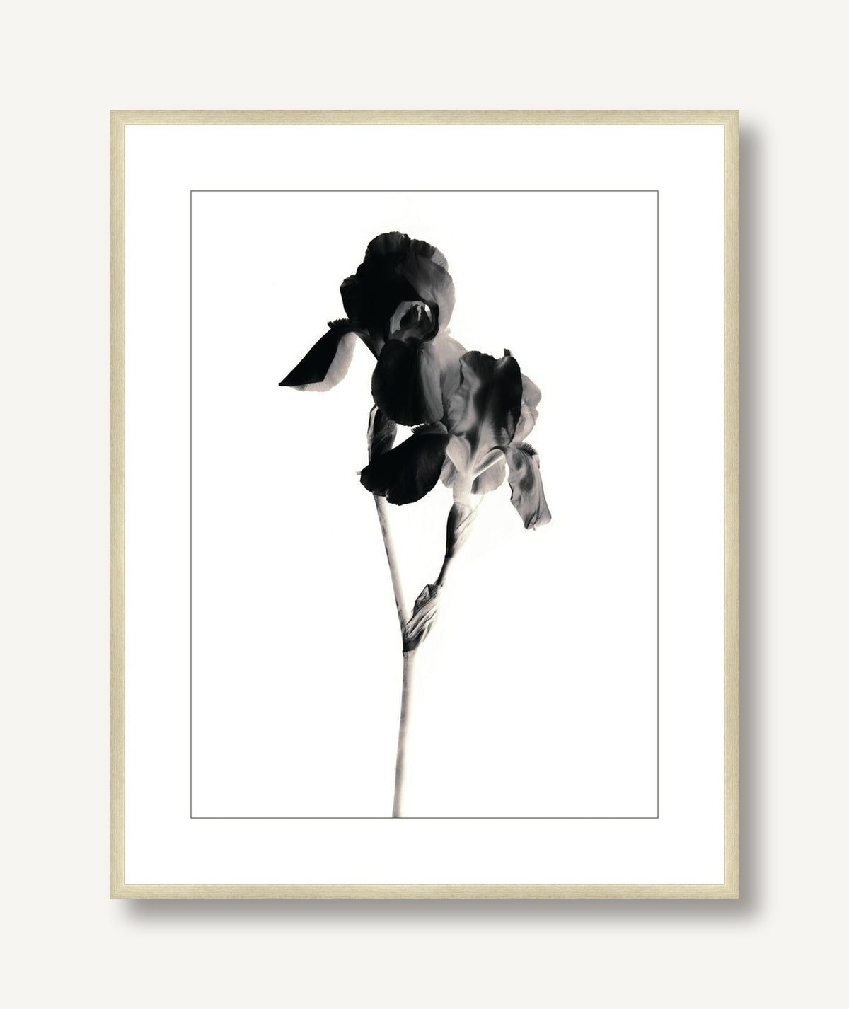 Flora Noir 4 framed