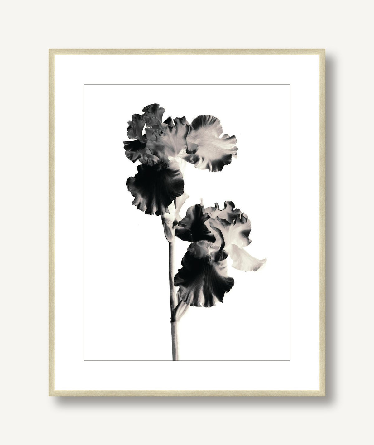 Flora Noir 6 framed
