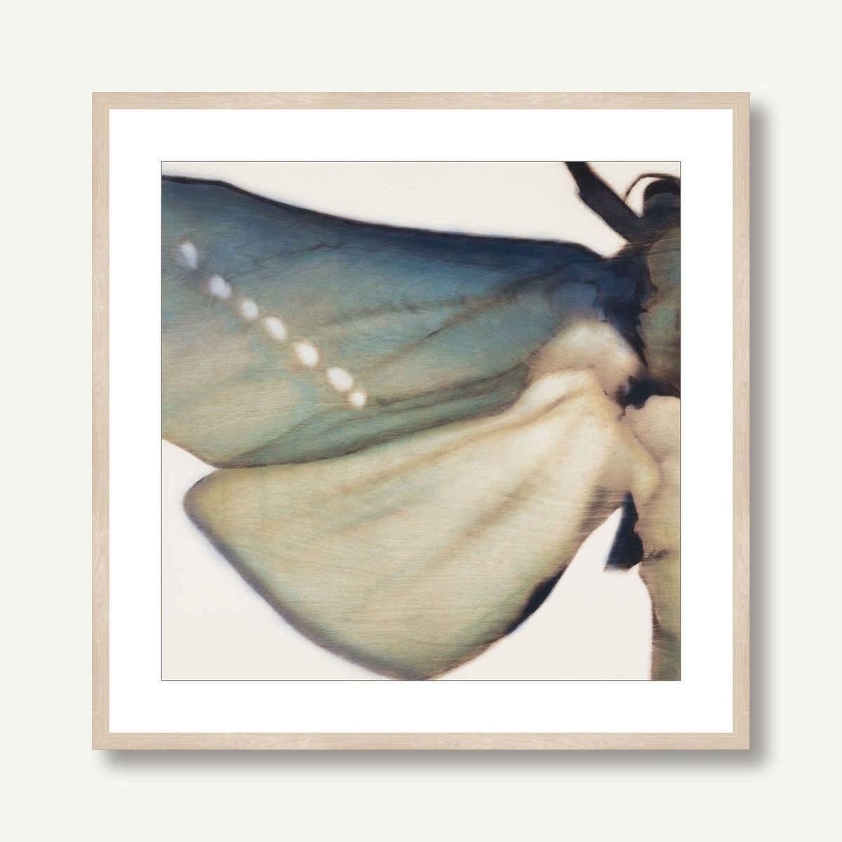 Metamorphosis in Motion 1 framed