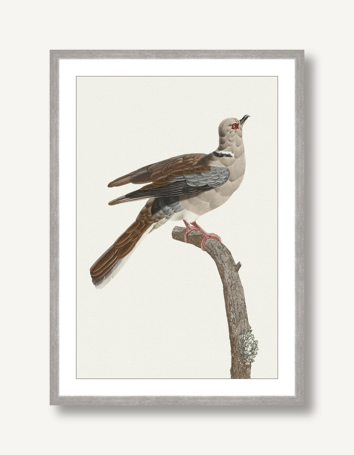 Avian Archive 2 framed
