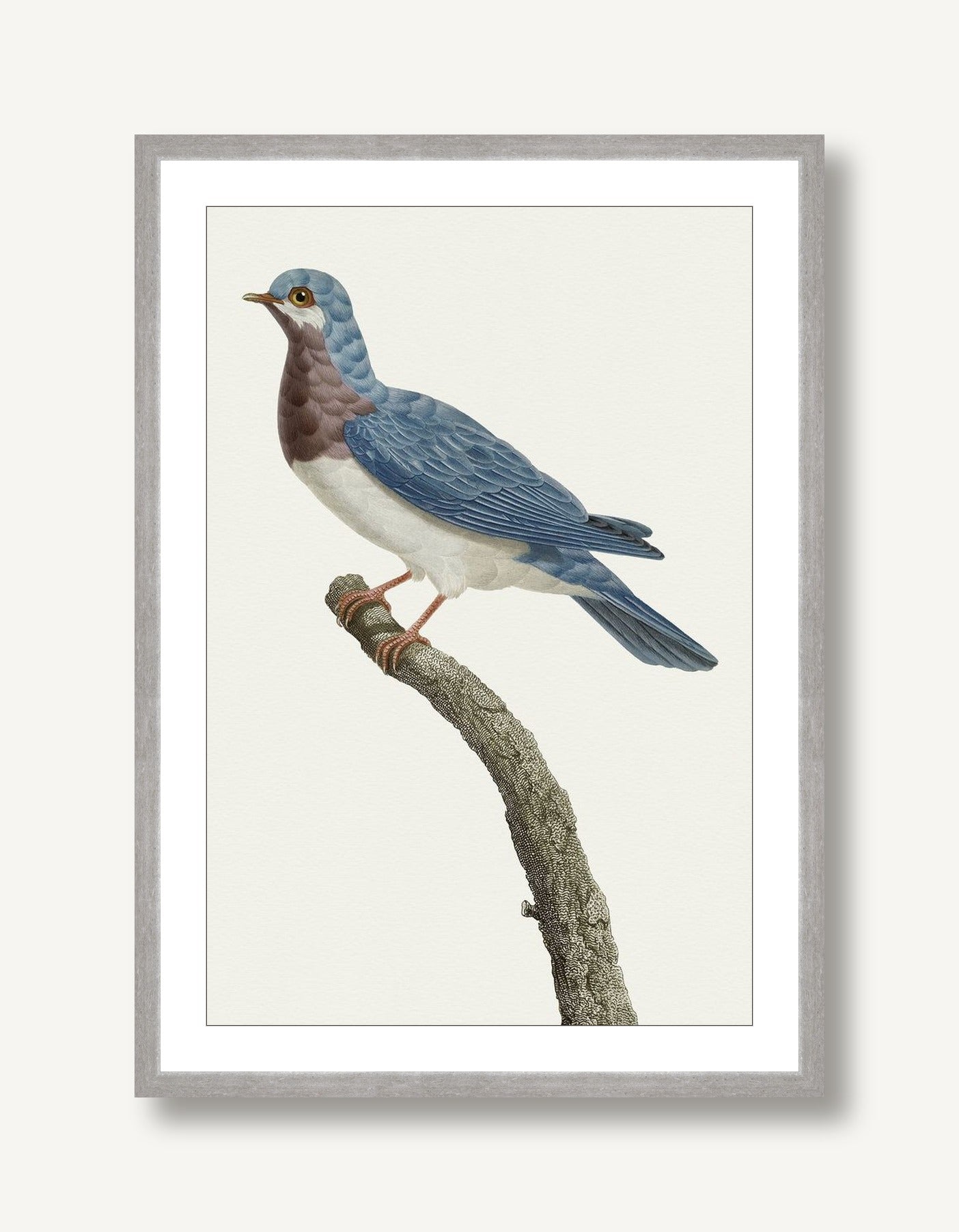 Avian Archive 3 framed