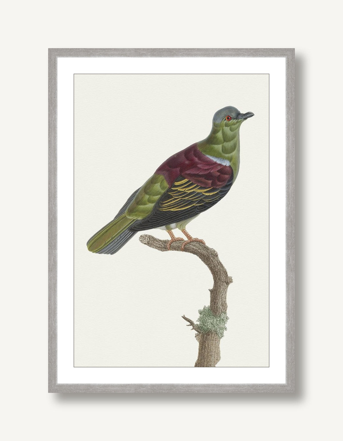 Avian Archive 5 framed