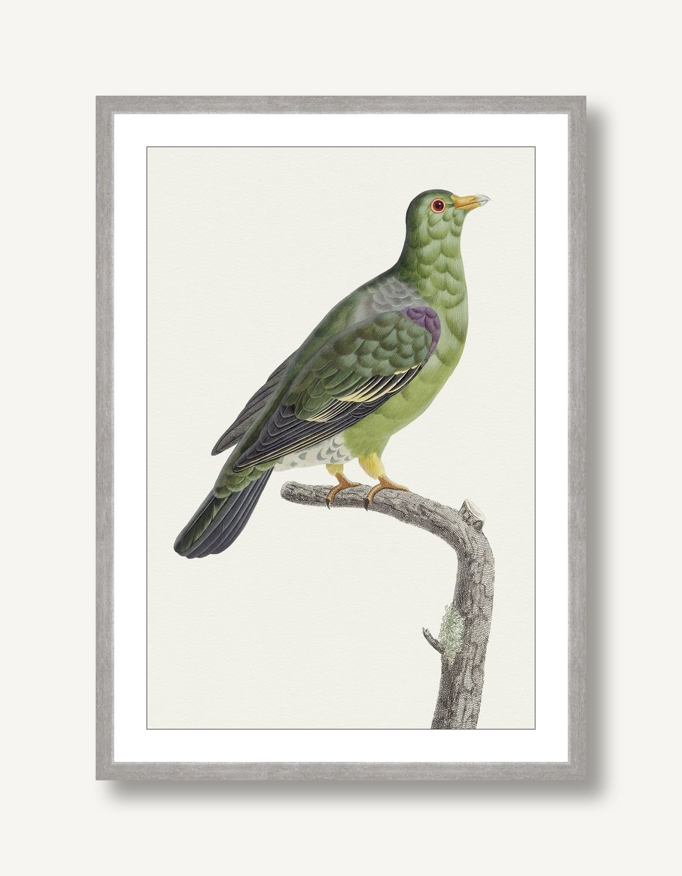 Avian Archive 6 framed