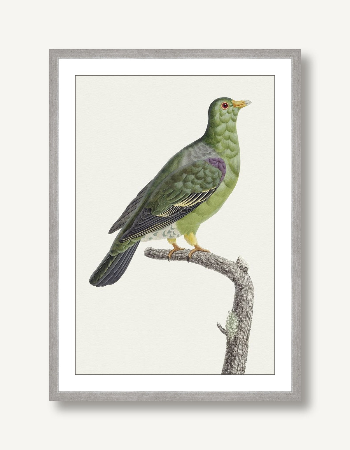 Avian Archive 6 framed