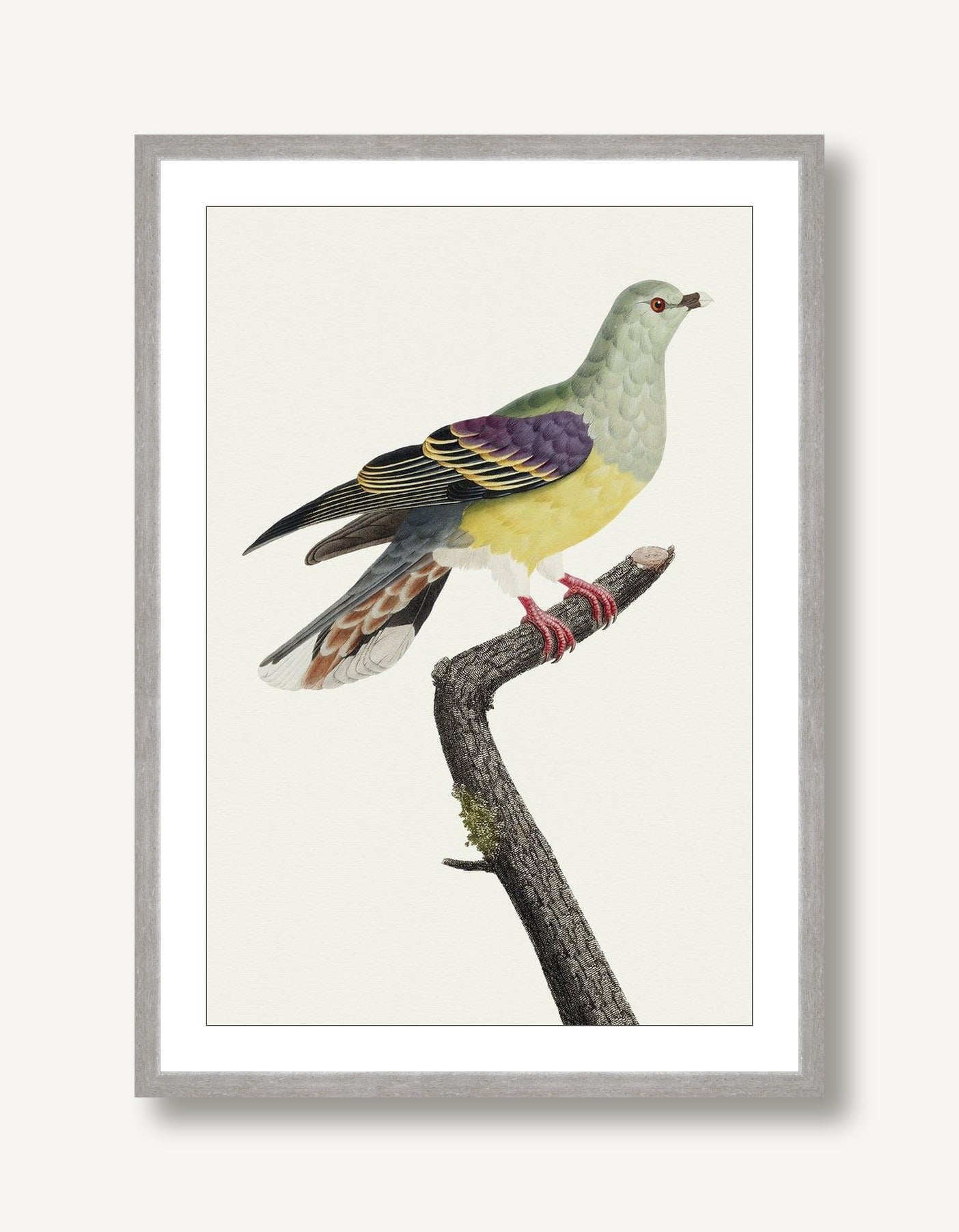 Avian Archive 8 framed