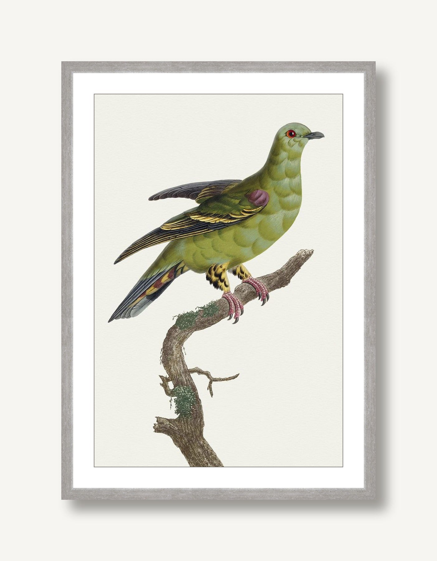 Avian Archive 12 framed
