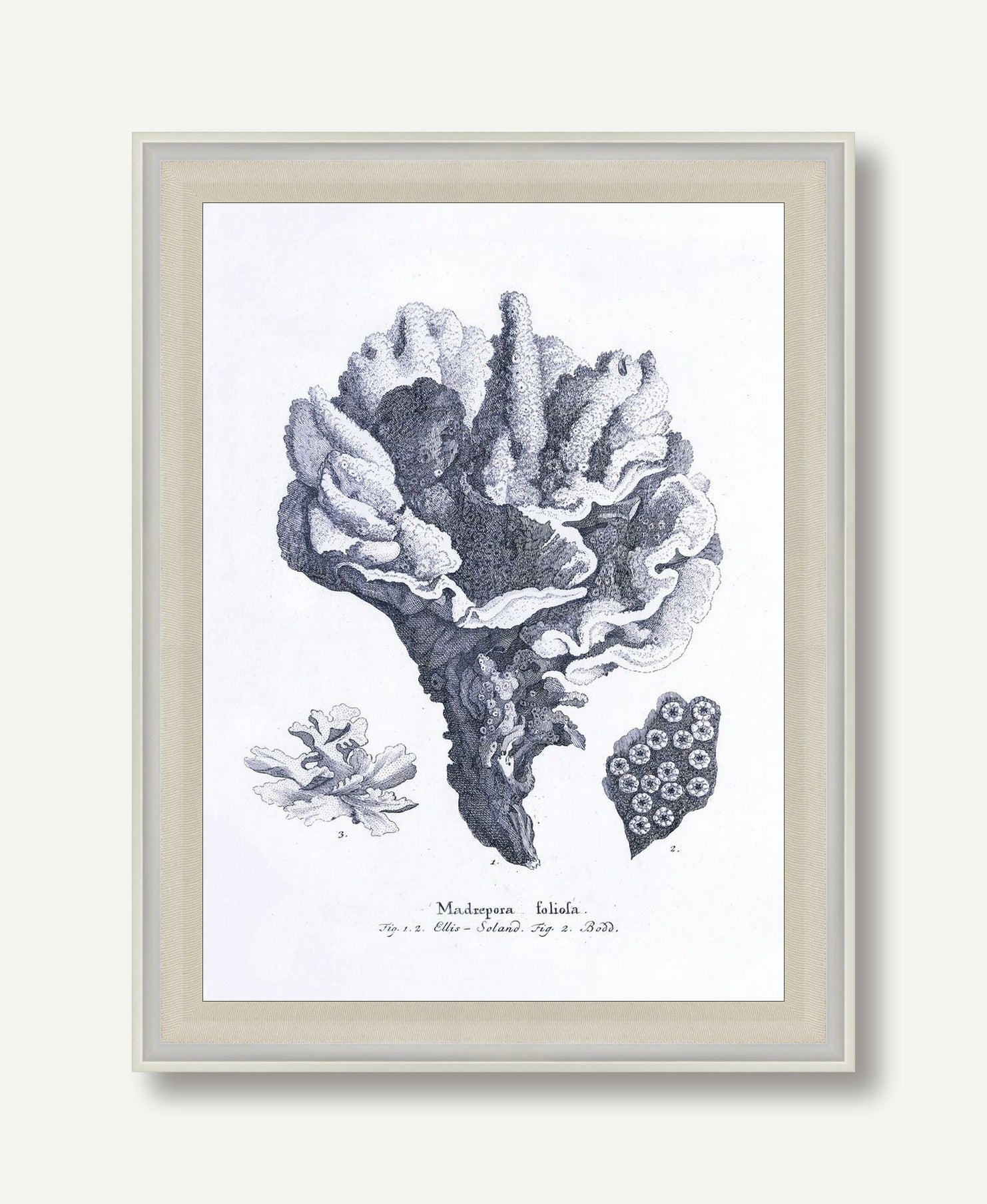 Cultivated Antiquity 5 framed