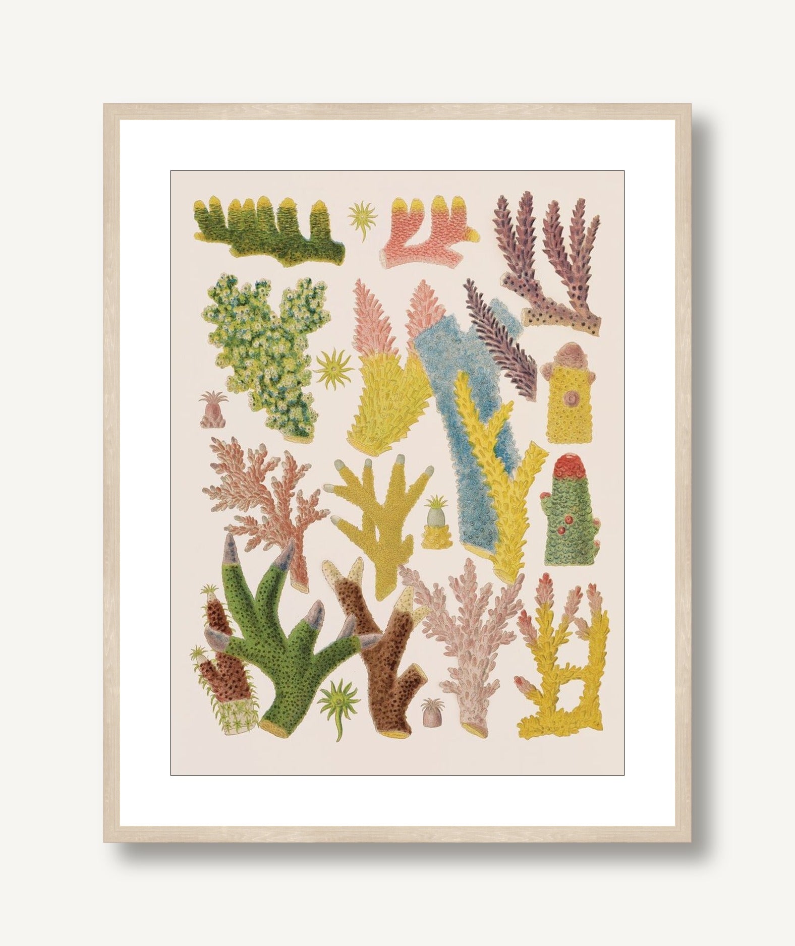 Colorful Corals 2 framed