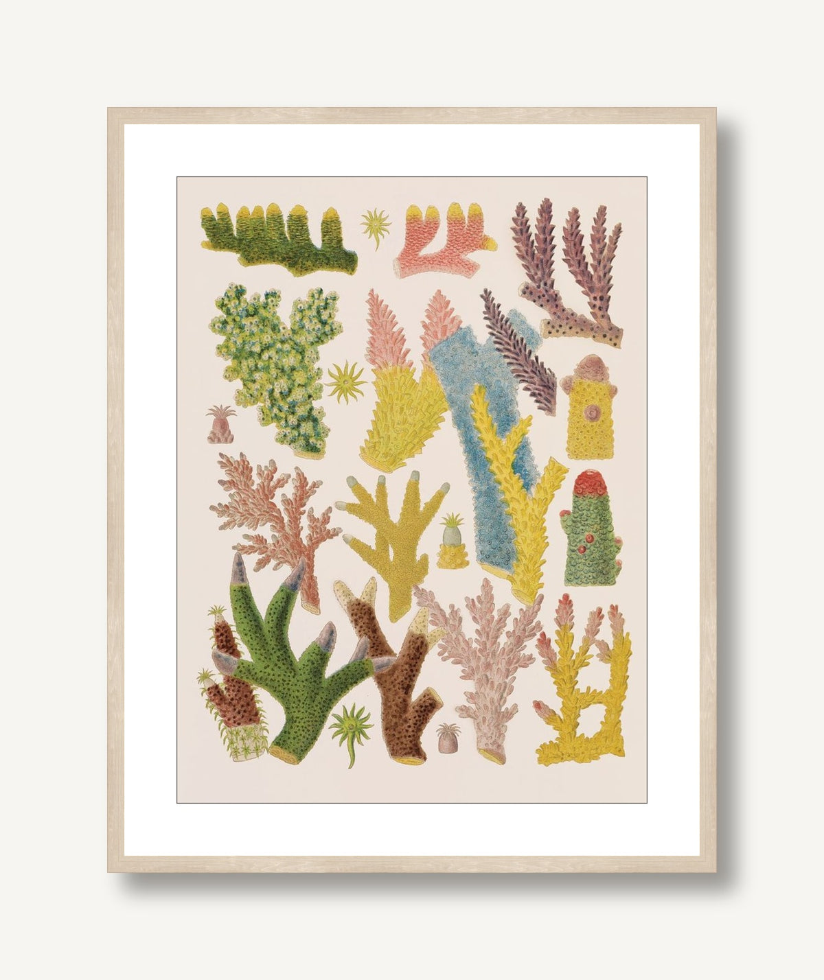 Colorful Corals 2 framed