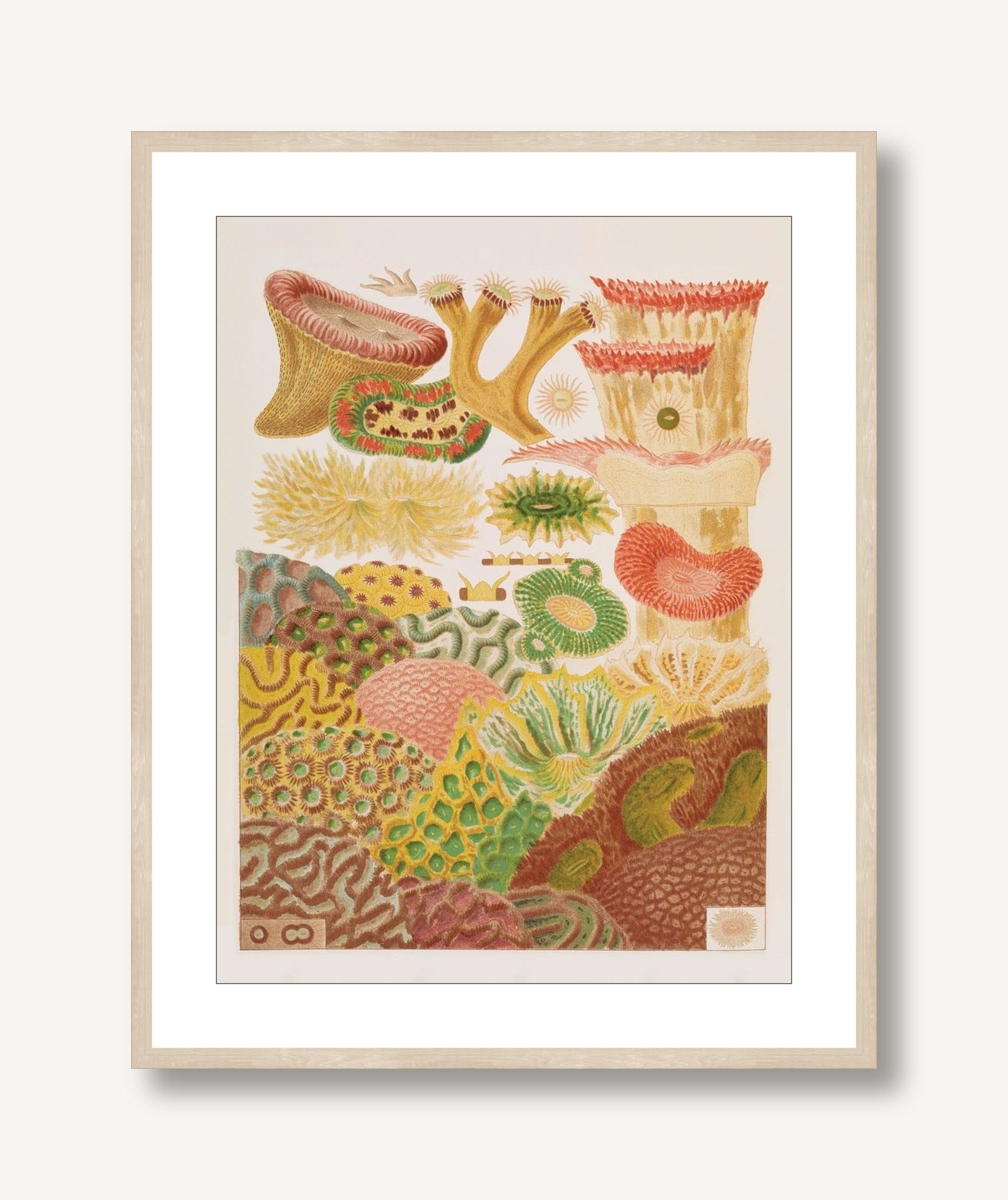 Colorful Corals 3 framed