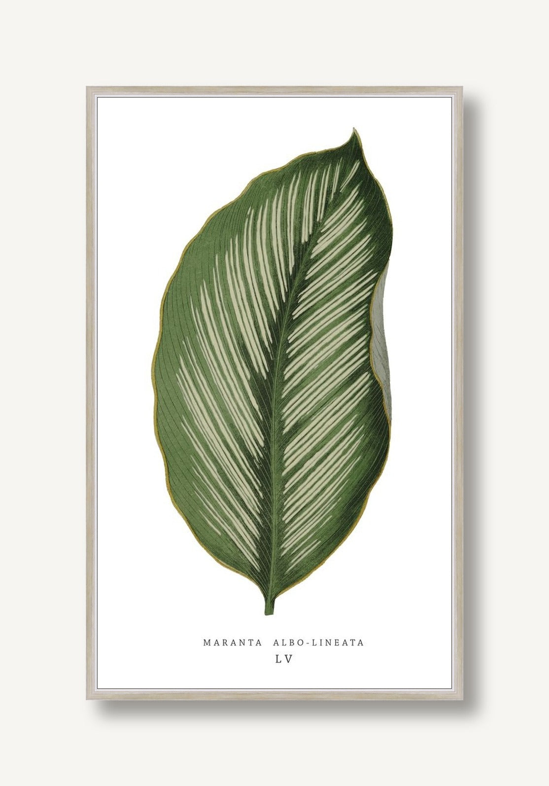 Green Trace 4 framed