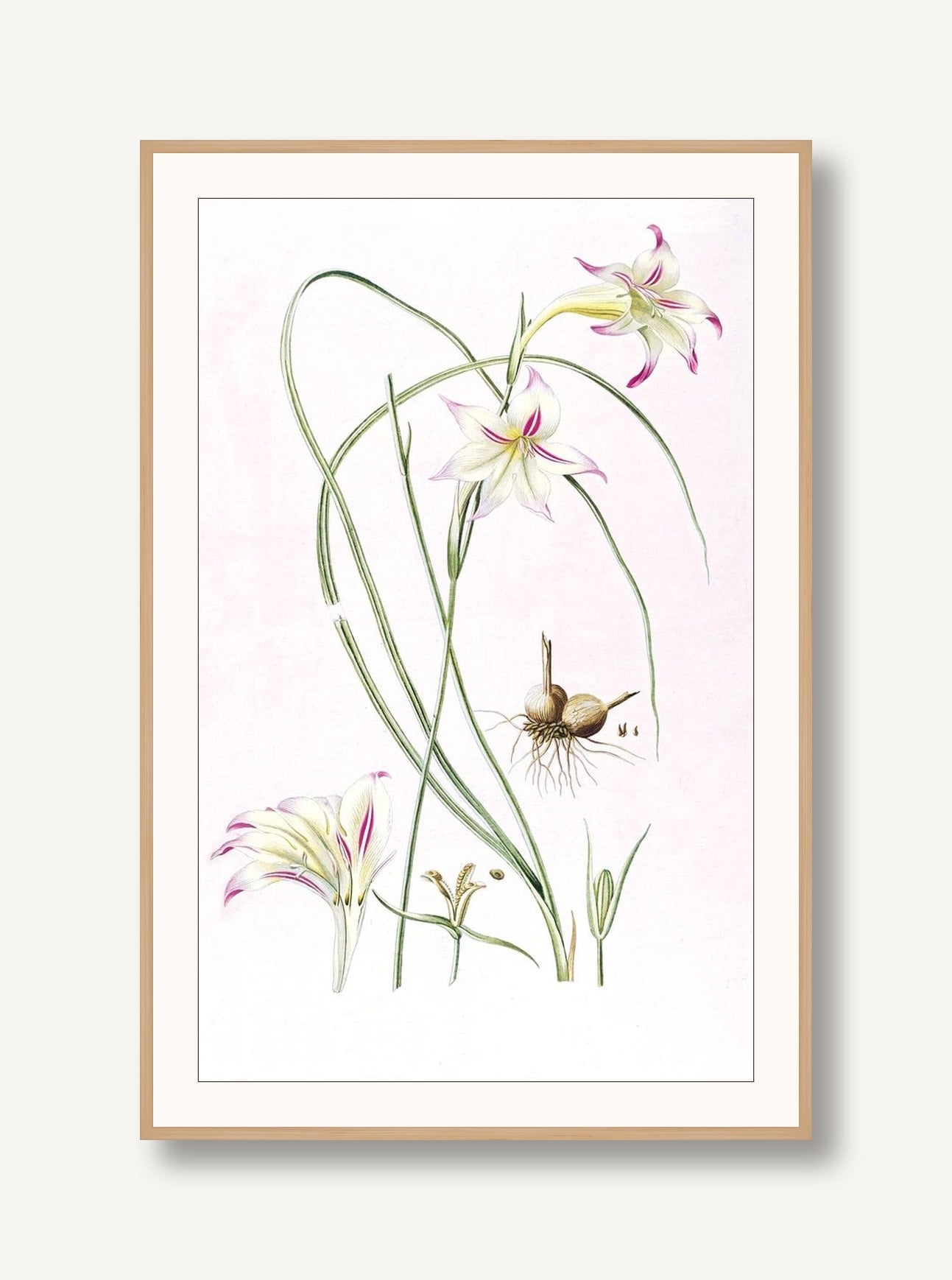 Lilium 1 framed