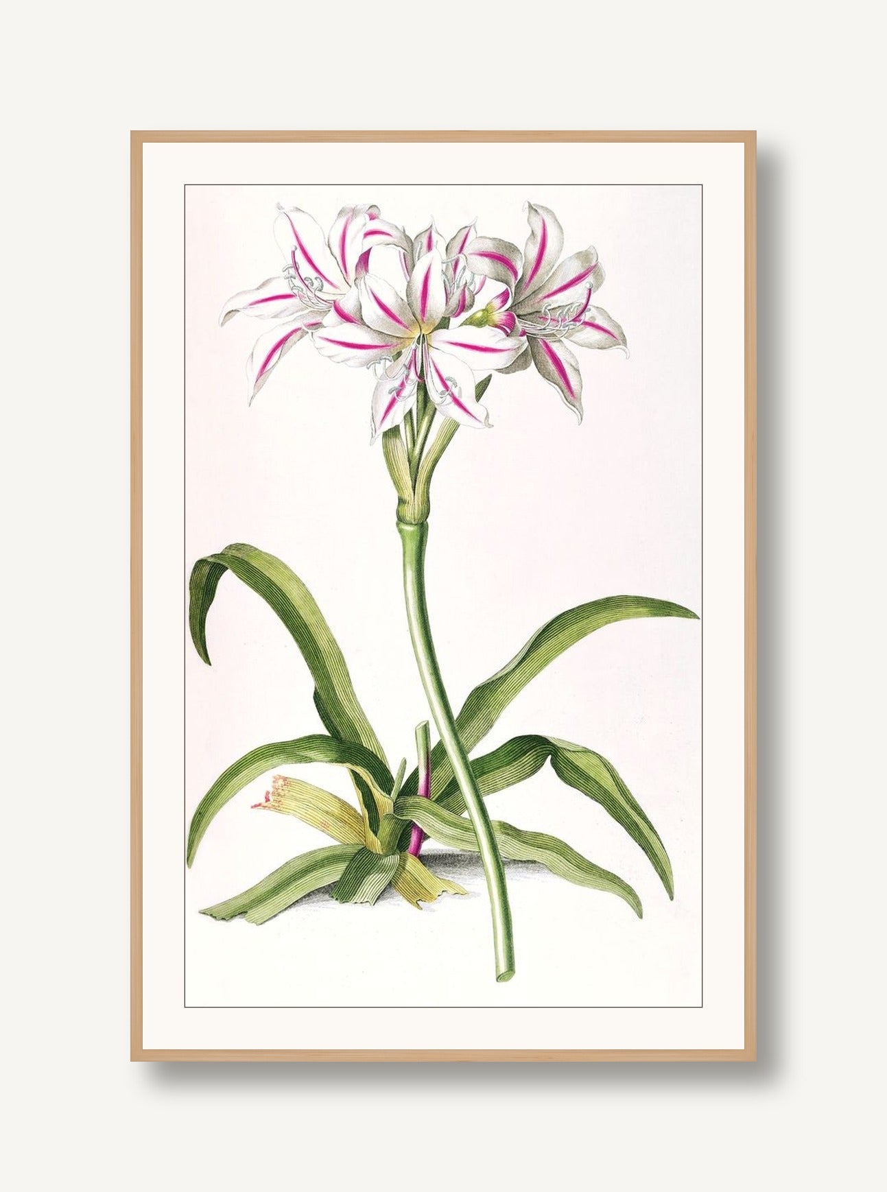 Lilium 2 framed