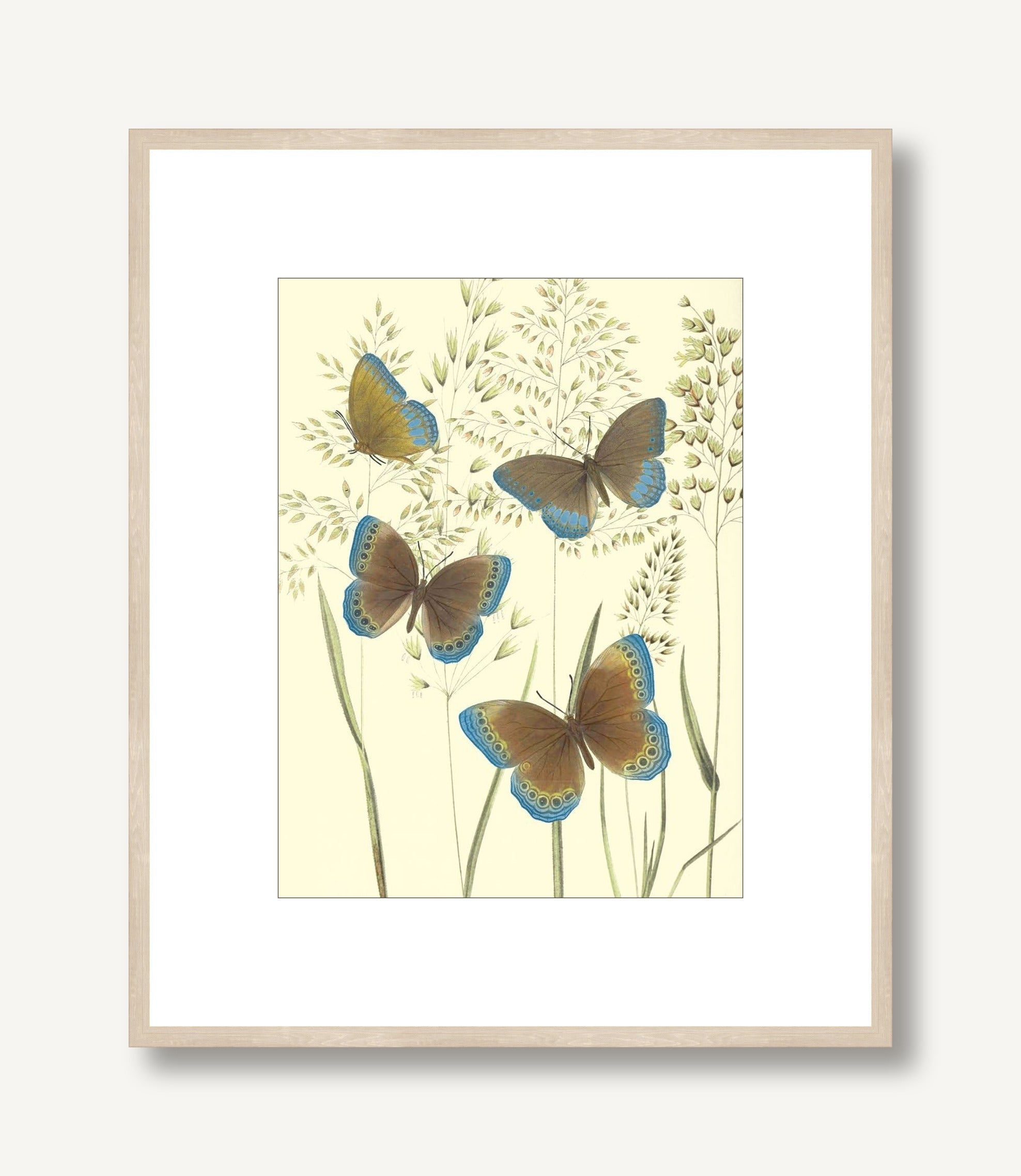Mariposas 1 framed