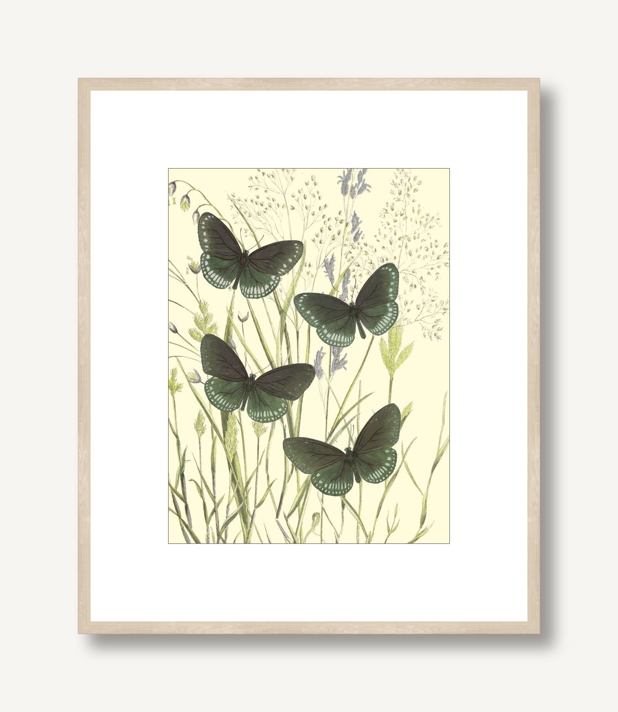 Mariposas 4 framed