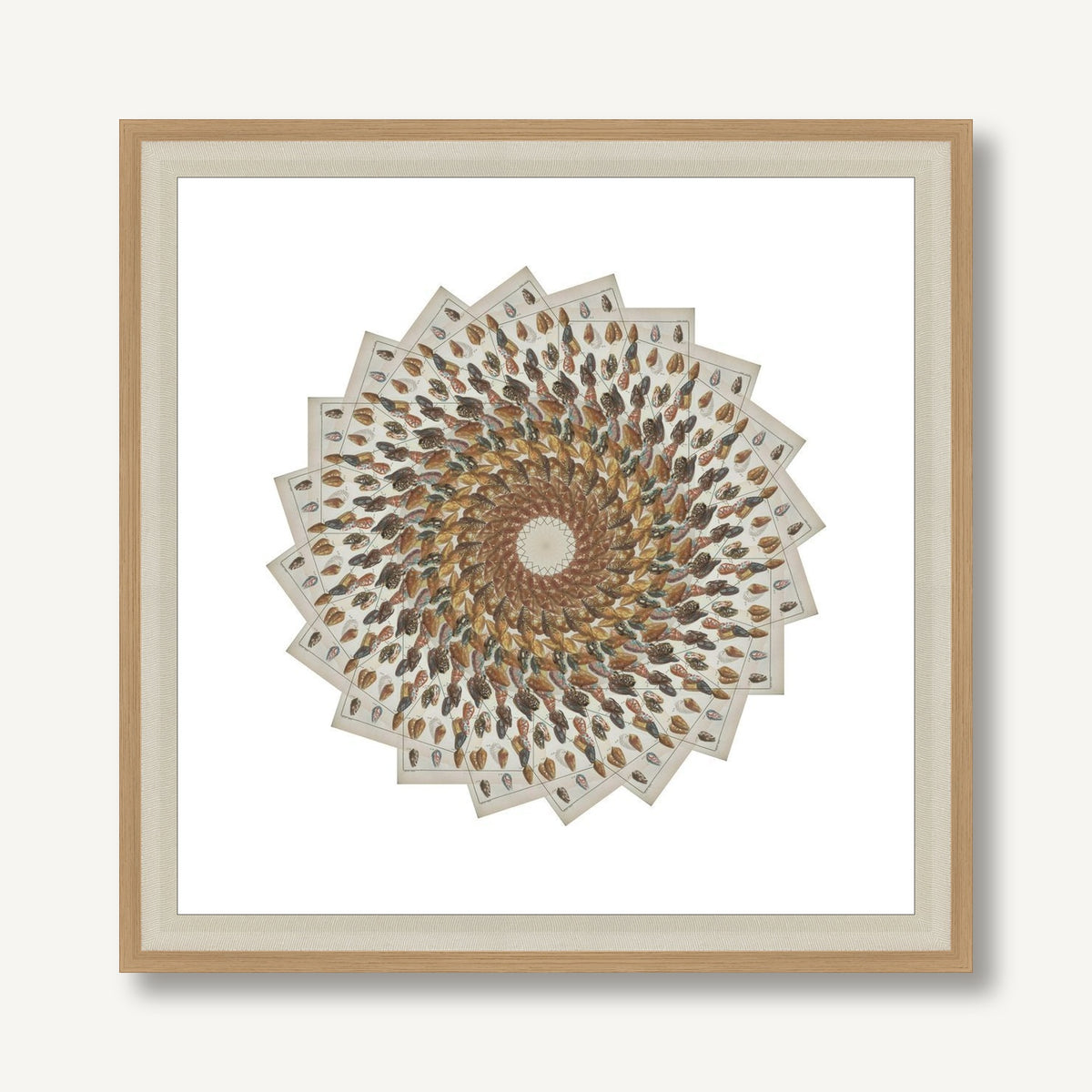 Radiating Carapaces 1 framed