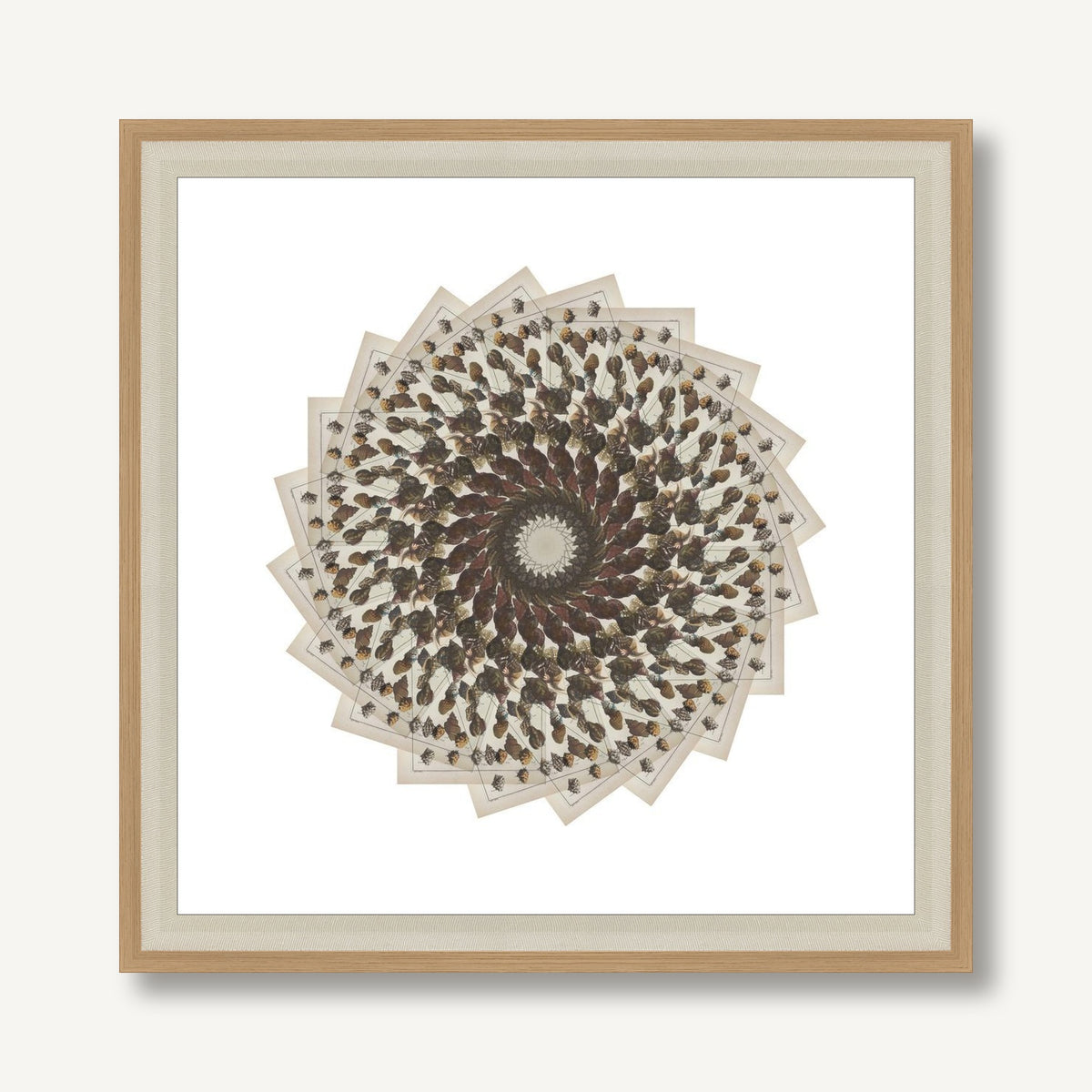 Radiating Carapaces 2 framed