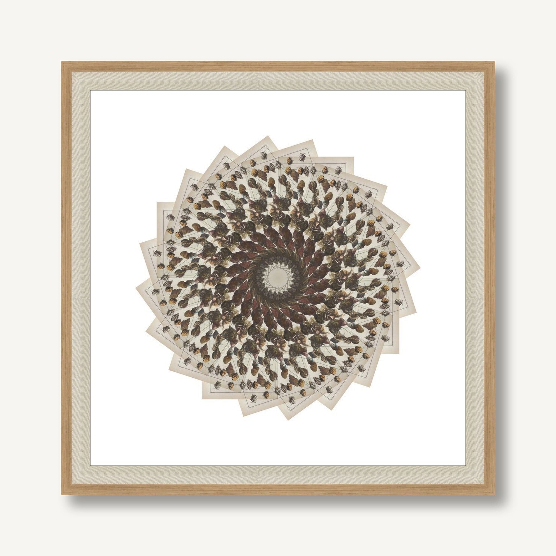 Radiating Carapaces 2 framed
