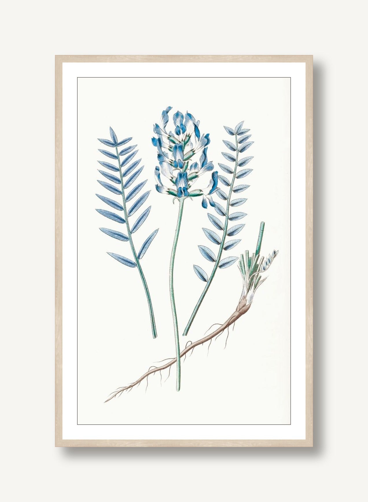 Sapphire Flora 1 framed