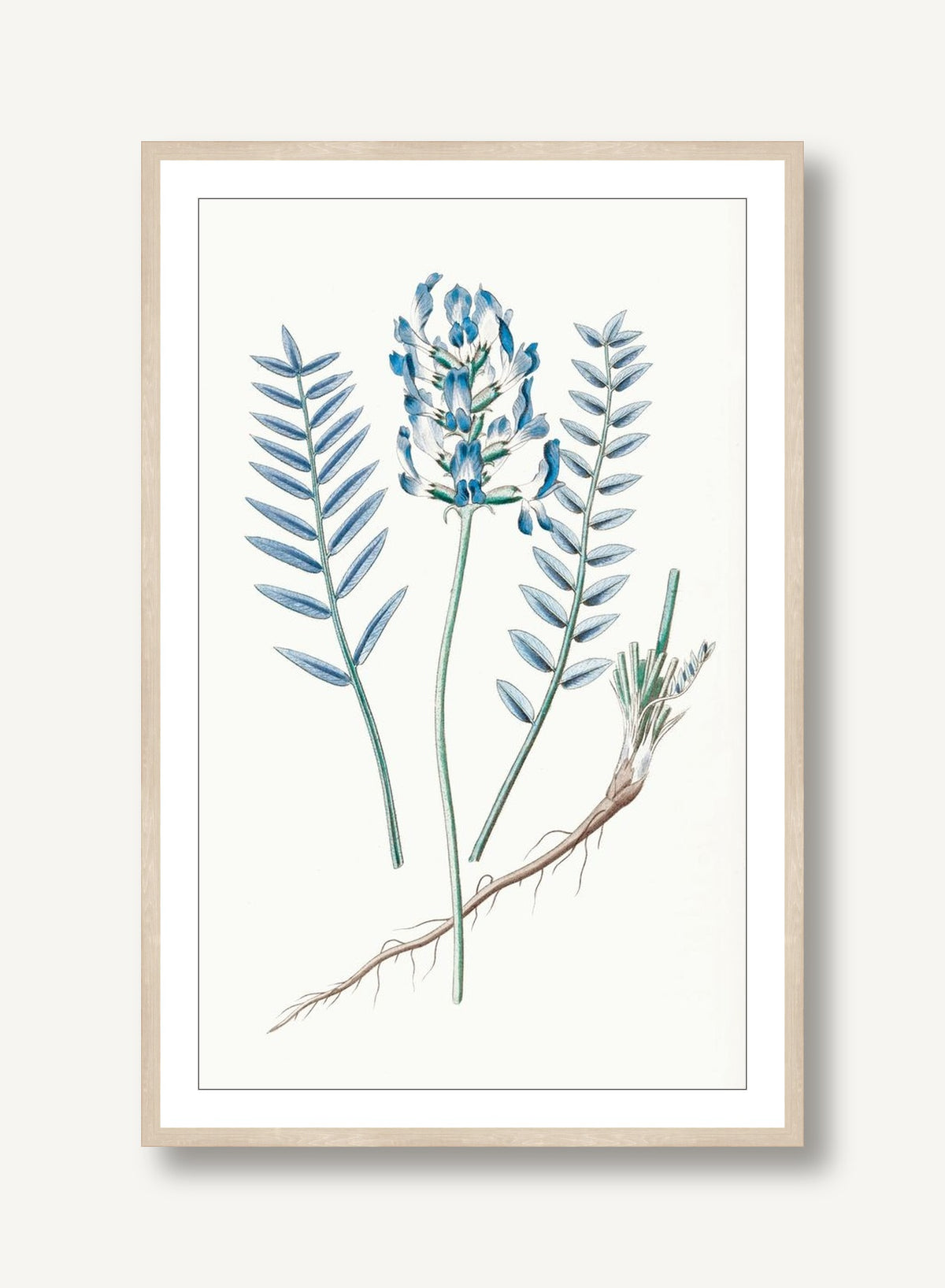 Sapphire Flora 1 framed
