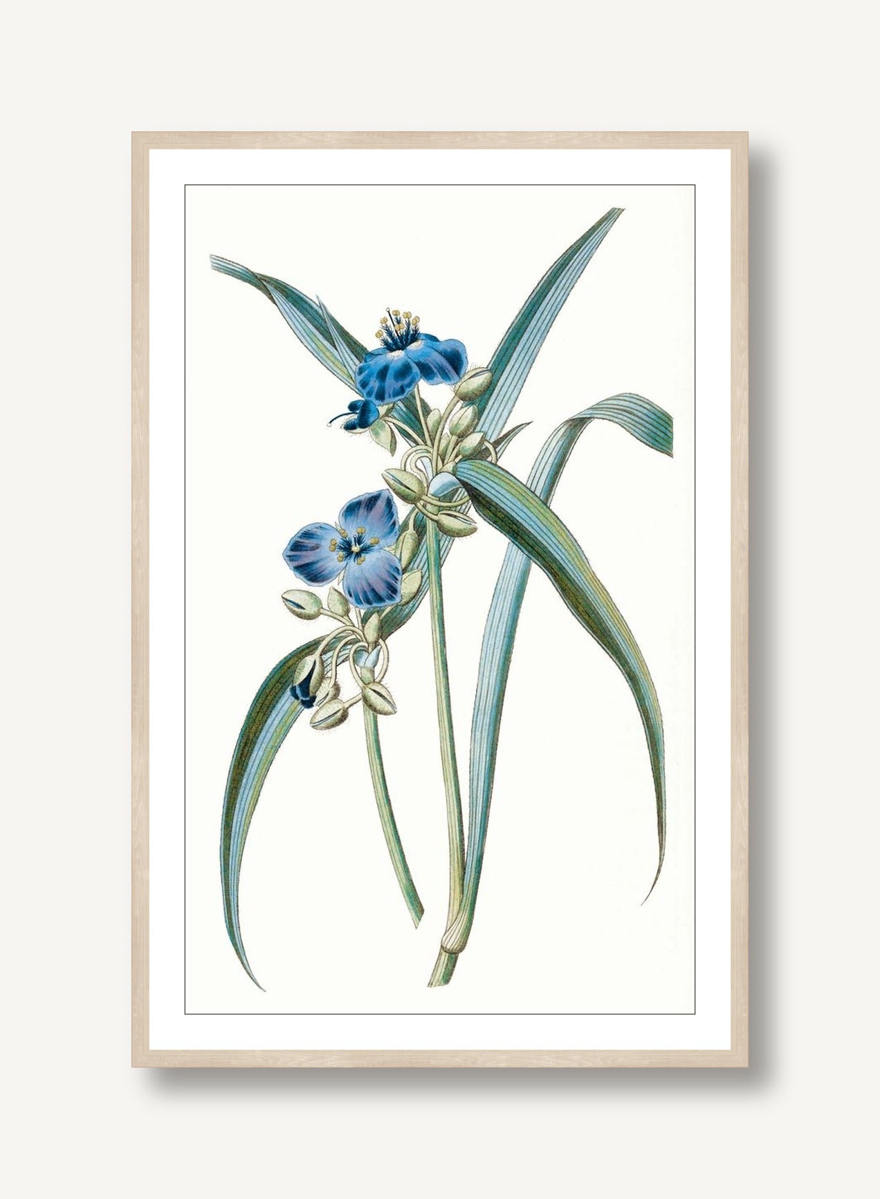Sapphire Flora 2 framed