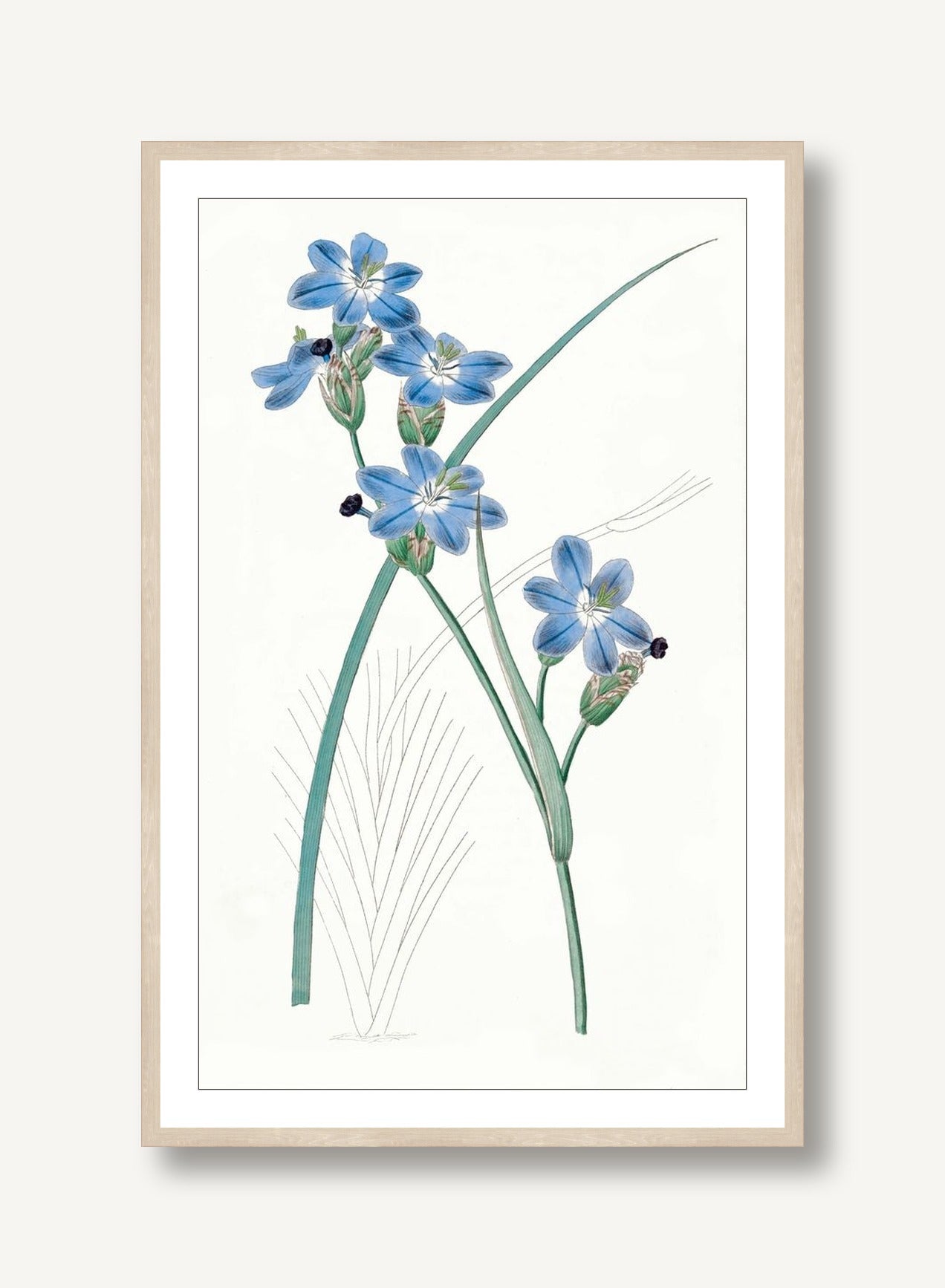 Sapphire Flora 3 framed