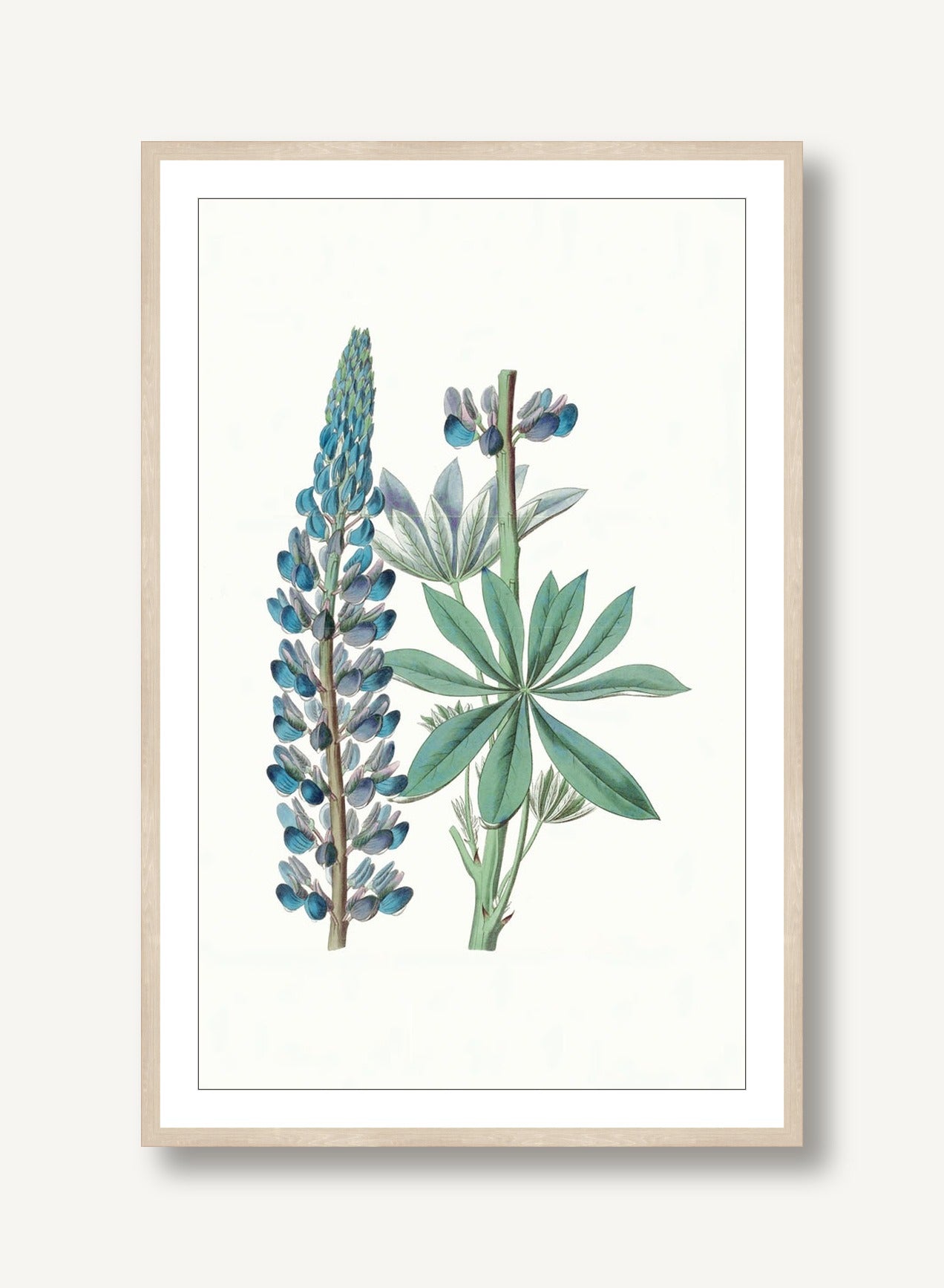 Sapphire Flora 4 framed