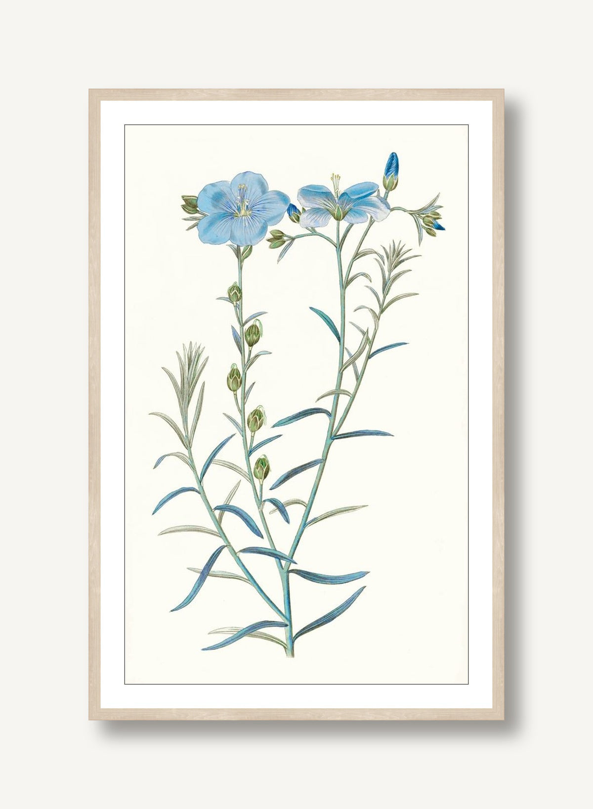 Sapphire Flora 5 framed